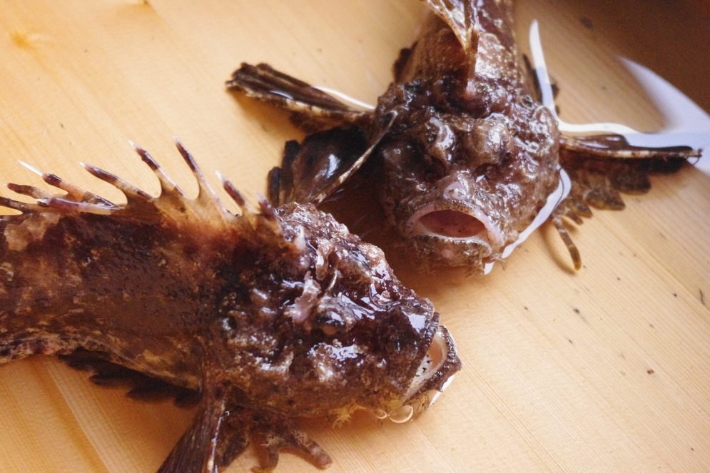 瀬戸内の地魚を味わい尽くす満天プラン（プレミアム）