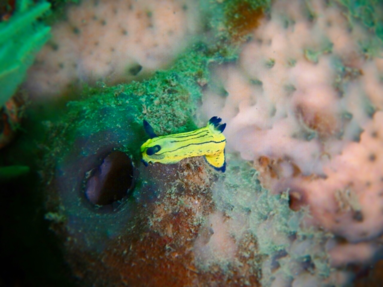 ダイビングで見つけたウミウシ