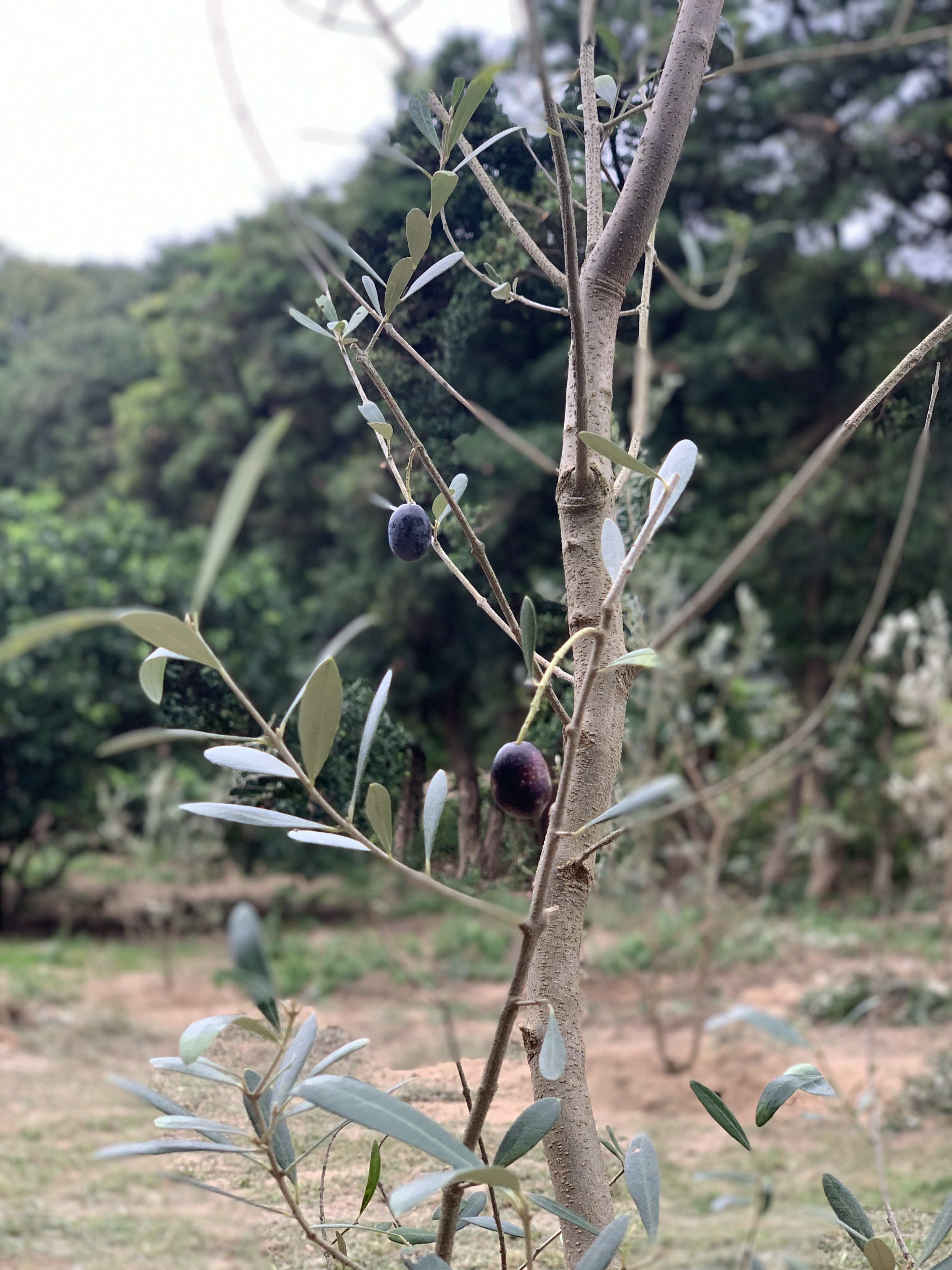 オリーブガーデン