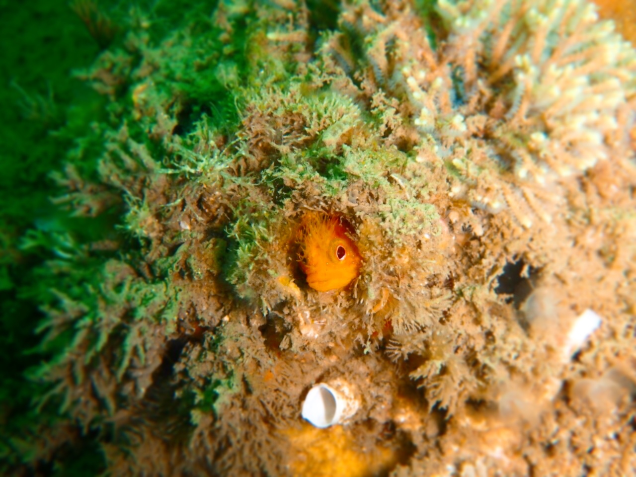 ダイビングで見つけたお魚