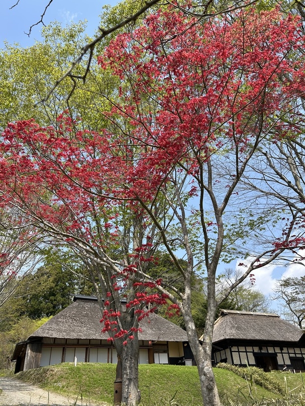 【里山の恵みと過ごす朝】〜季節の野菜でご飯を食べる〜1泊朝食付き