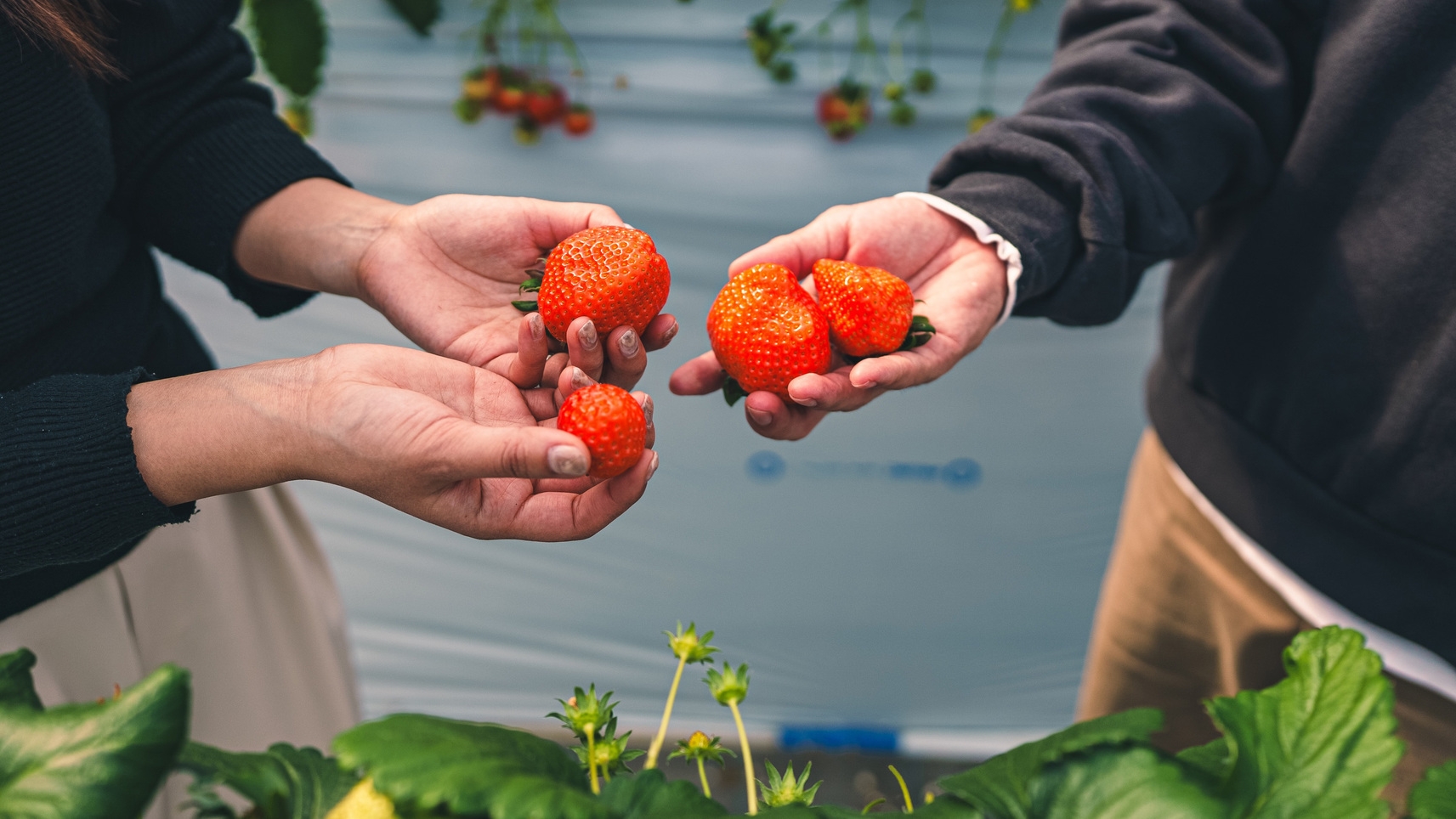 【いちご狩り体験】ブランド苺「あすかルビー」狩りのアクティビティ付／オールインクルーシブ／夕朝食付