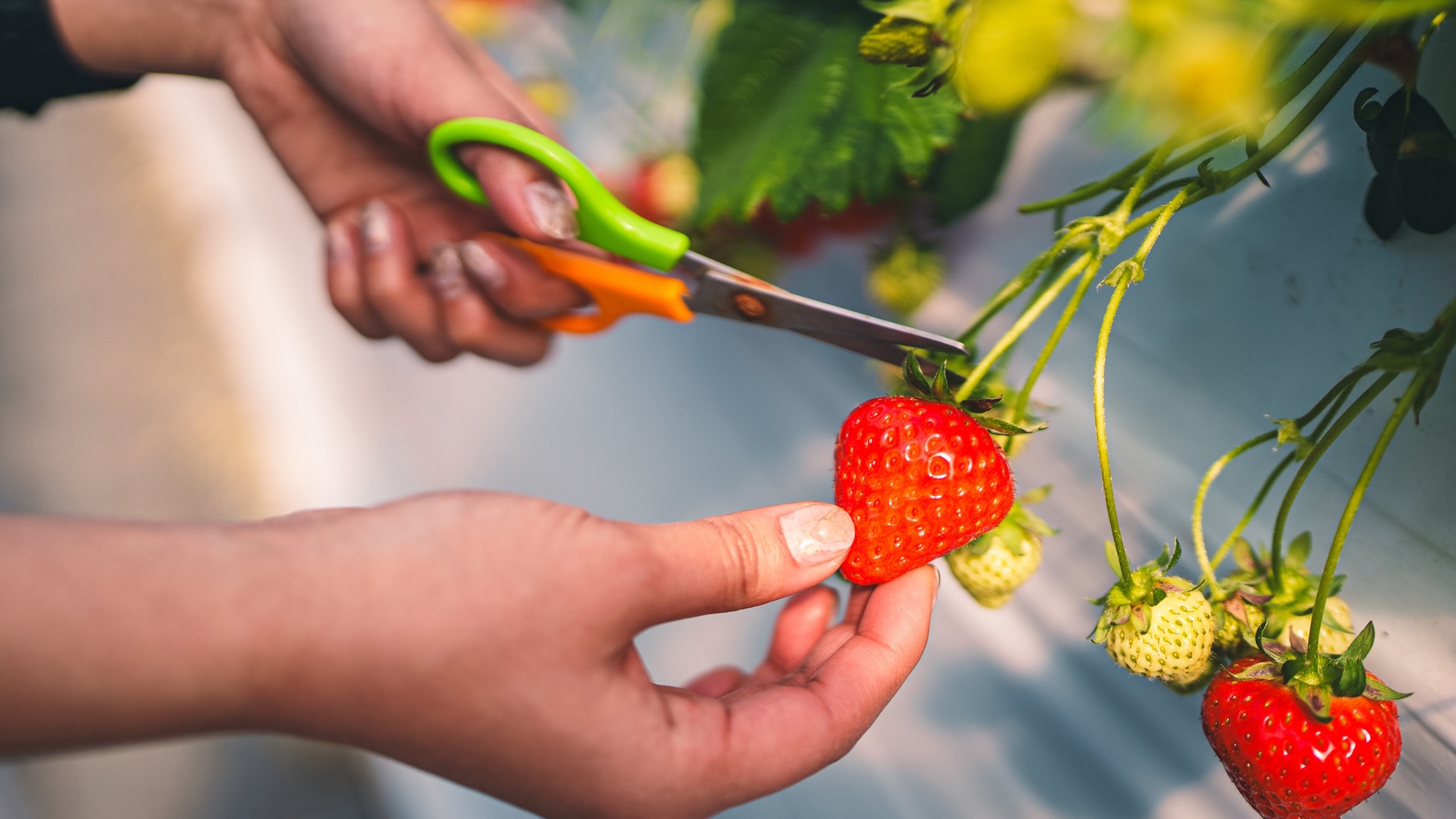 【いちご狩り体験】ブランド苺「あすかルビー」狩りのアクティビティ付／オールインクルーシブ／夕朝食付