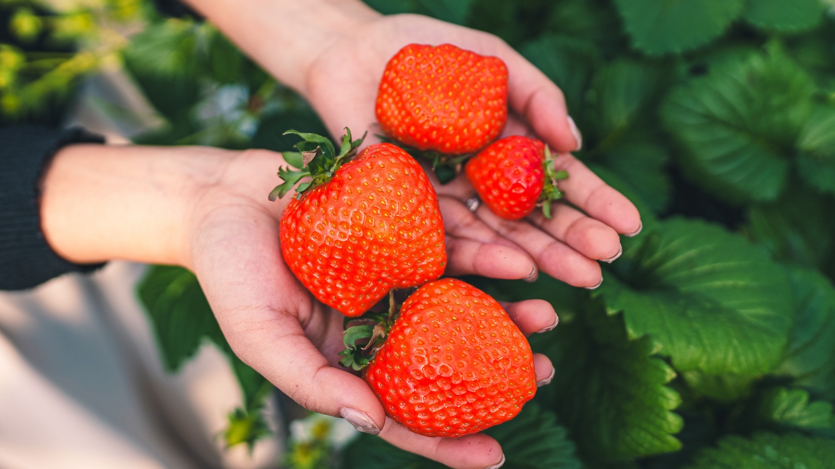 【いちご狩り体験】ブランド苺「あすかルビー」狩りのアクティビティ付／オールインクルーシブ／夕朝食付