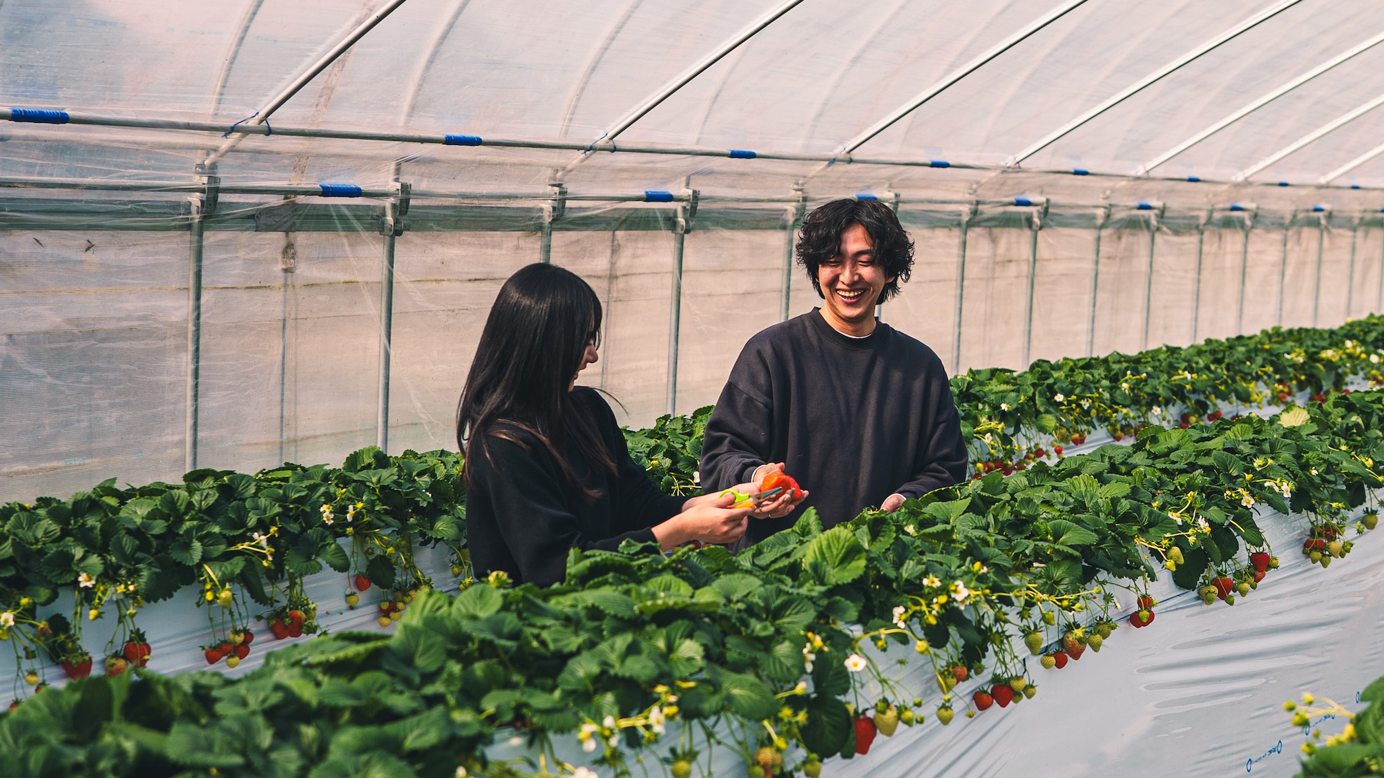 あすかルビーいちご狩り体験