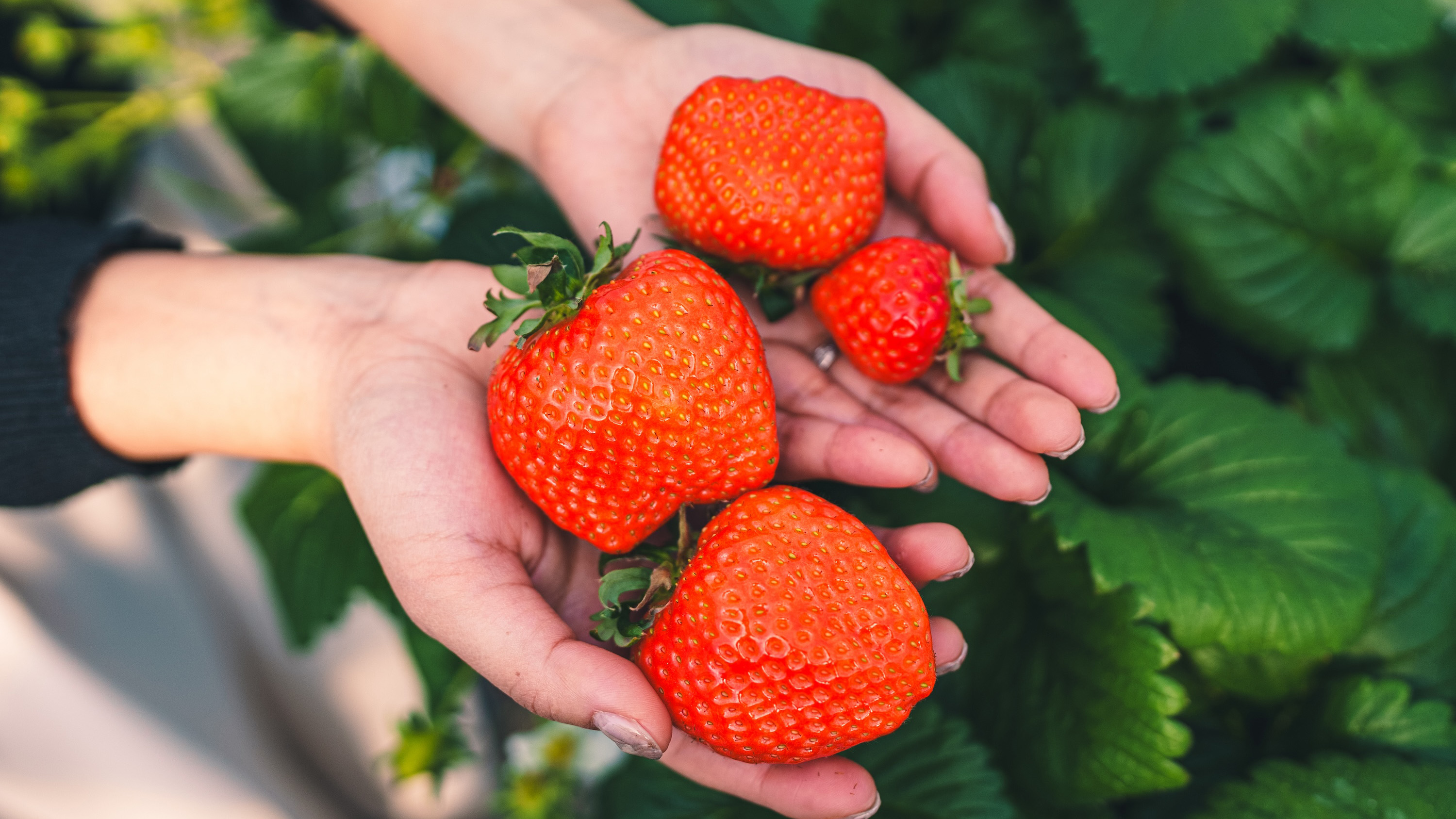 あすかルビーいちご狩り体験