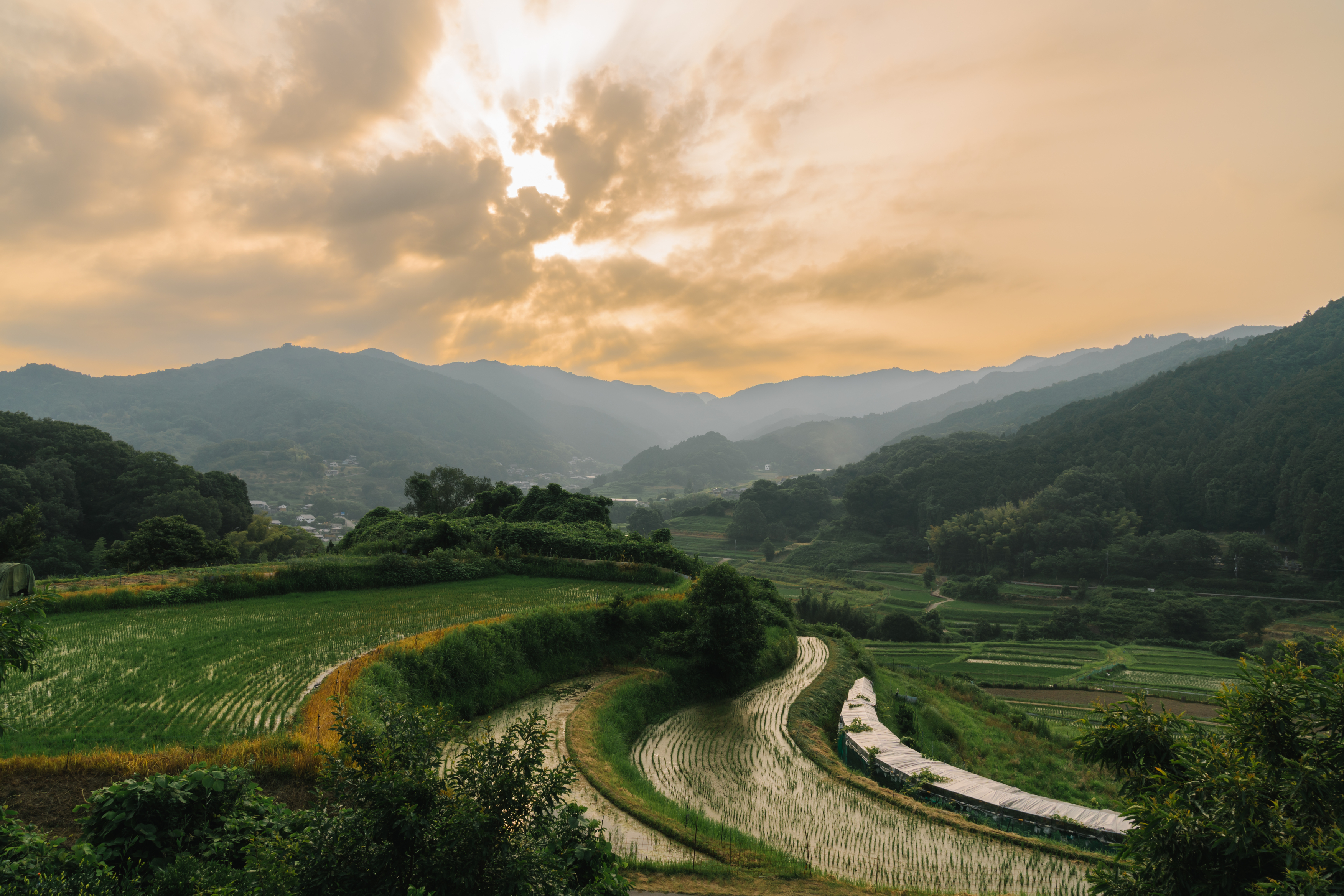 【周辺景色】朝焼けの棚田
