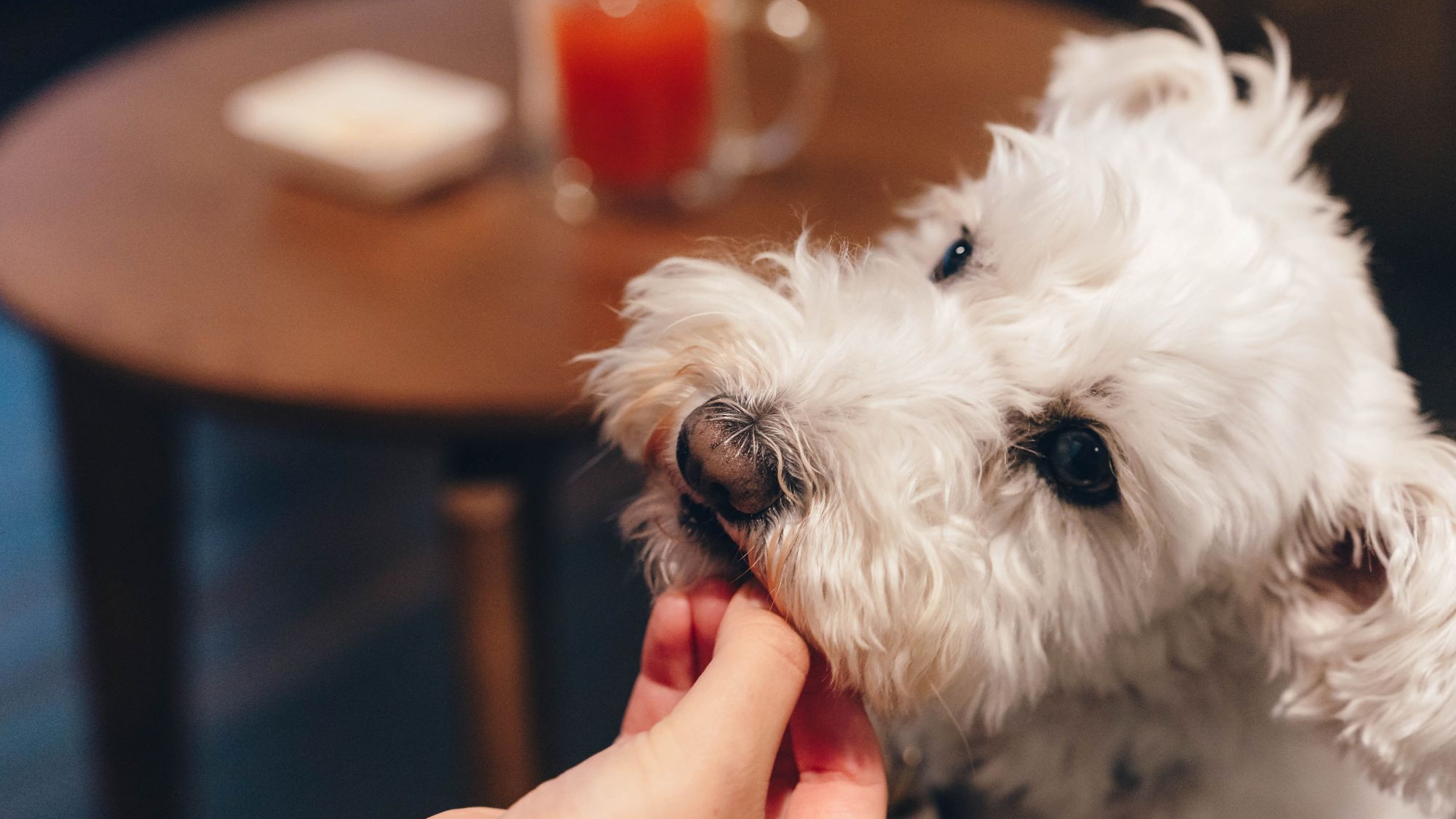 【ロビーラウンジ】フリードリンクや軽食も、愛犬とともにゆったりとした時間をお過ごしいただけます。