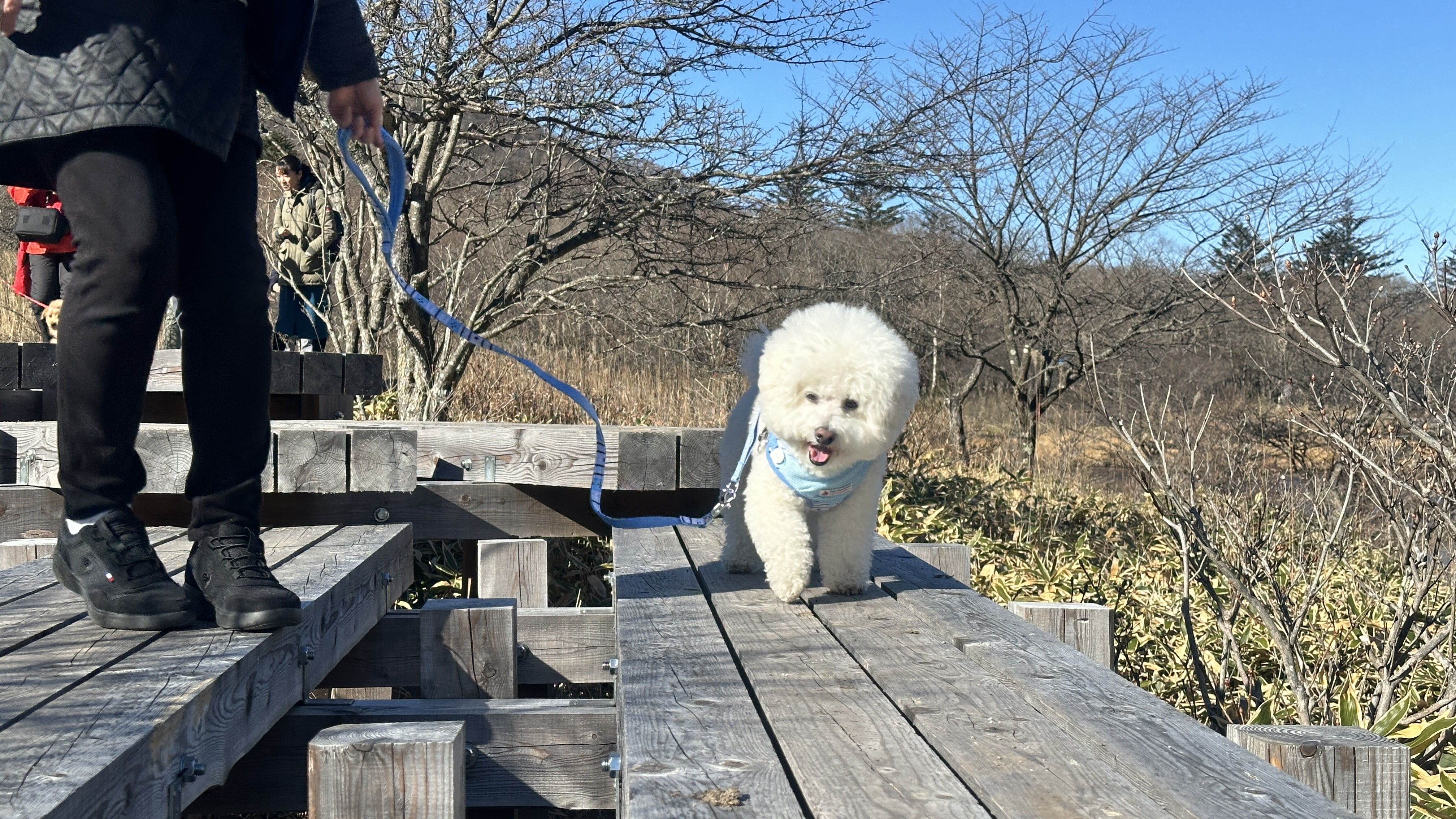 わんちゃんとのお散歩を楽しめます