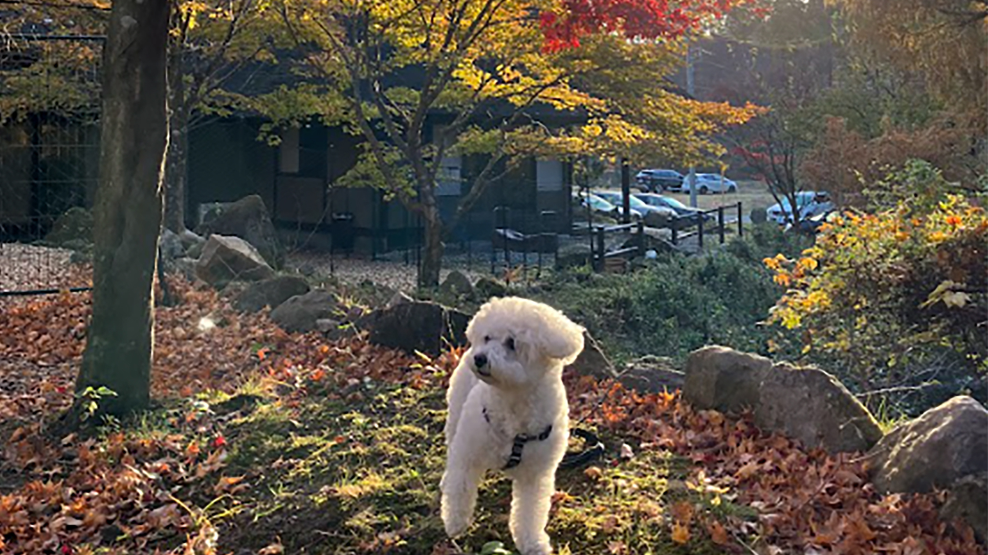 紅葉の中、敷地内をお散歩