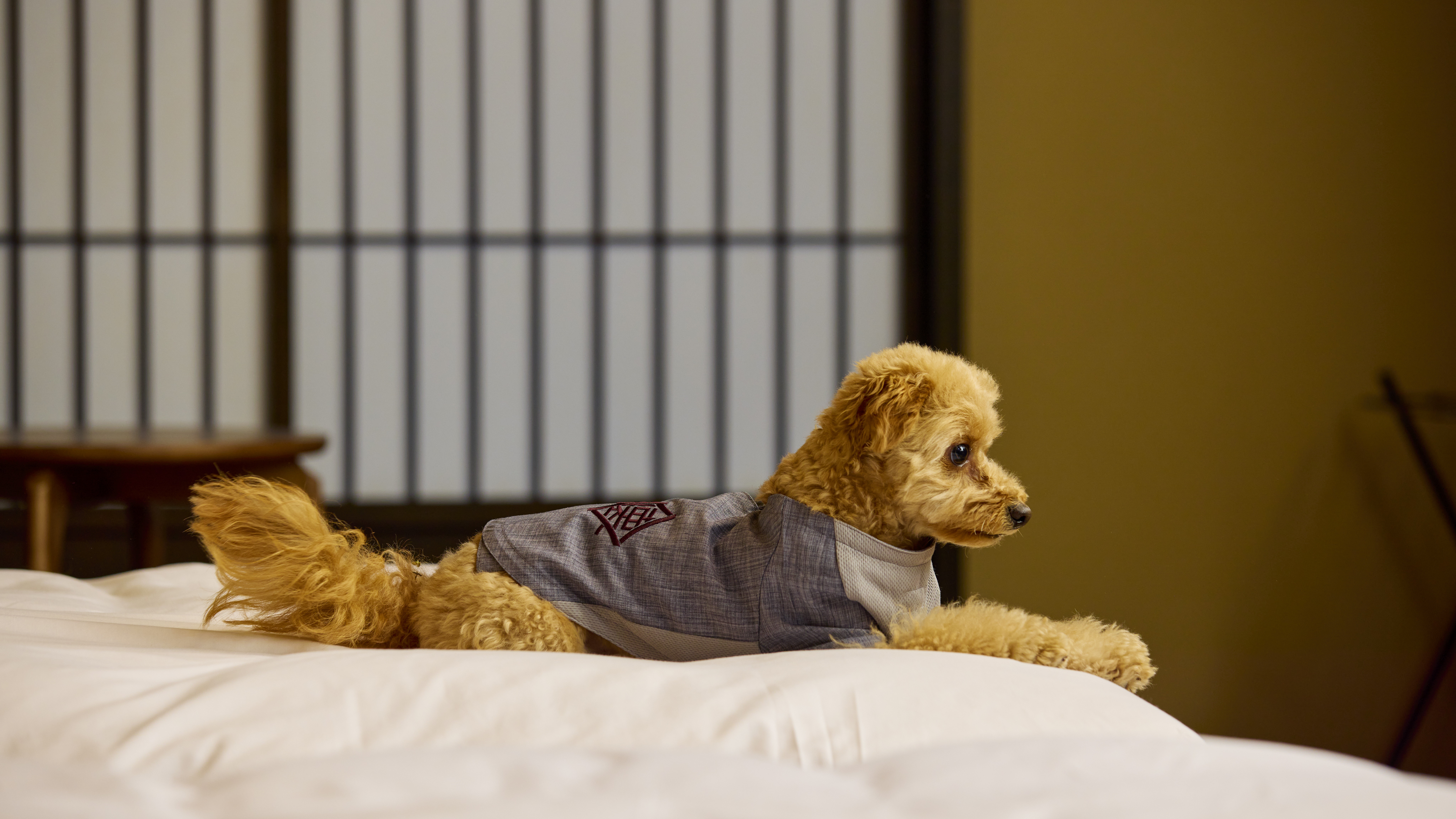 わんちゃん用作務衣もご用意