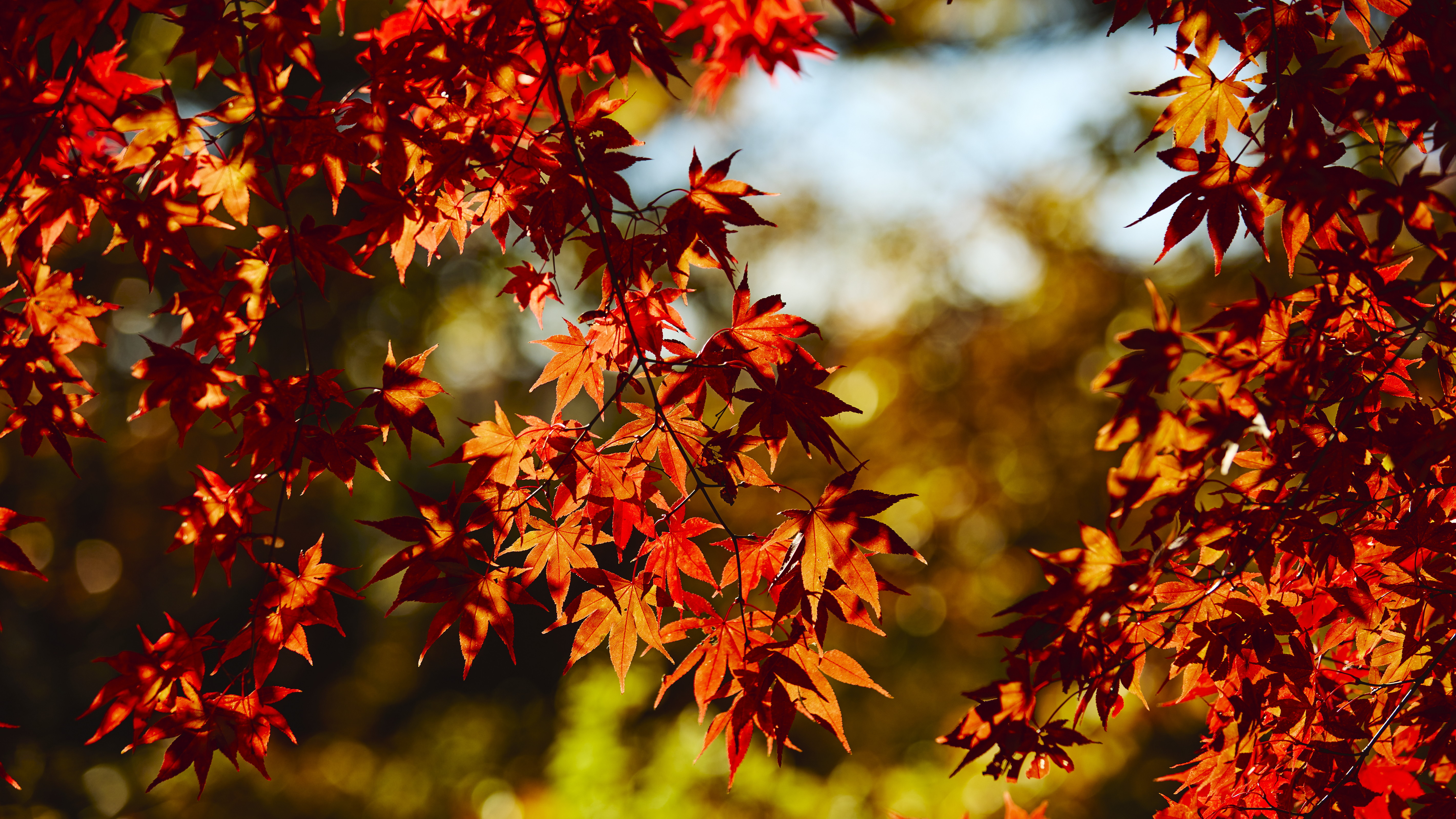 色鮮やかな紅葉