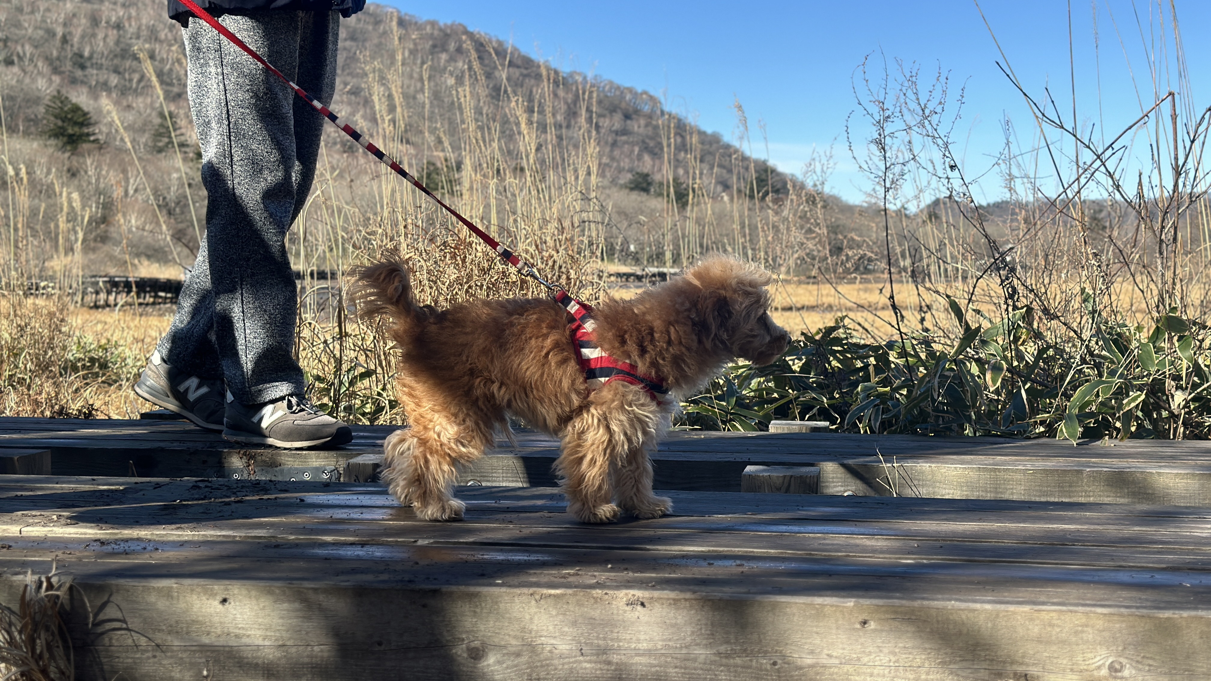 遊歩道はお散歩にぴったり