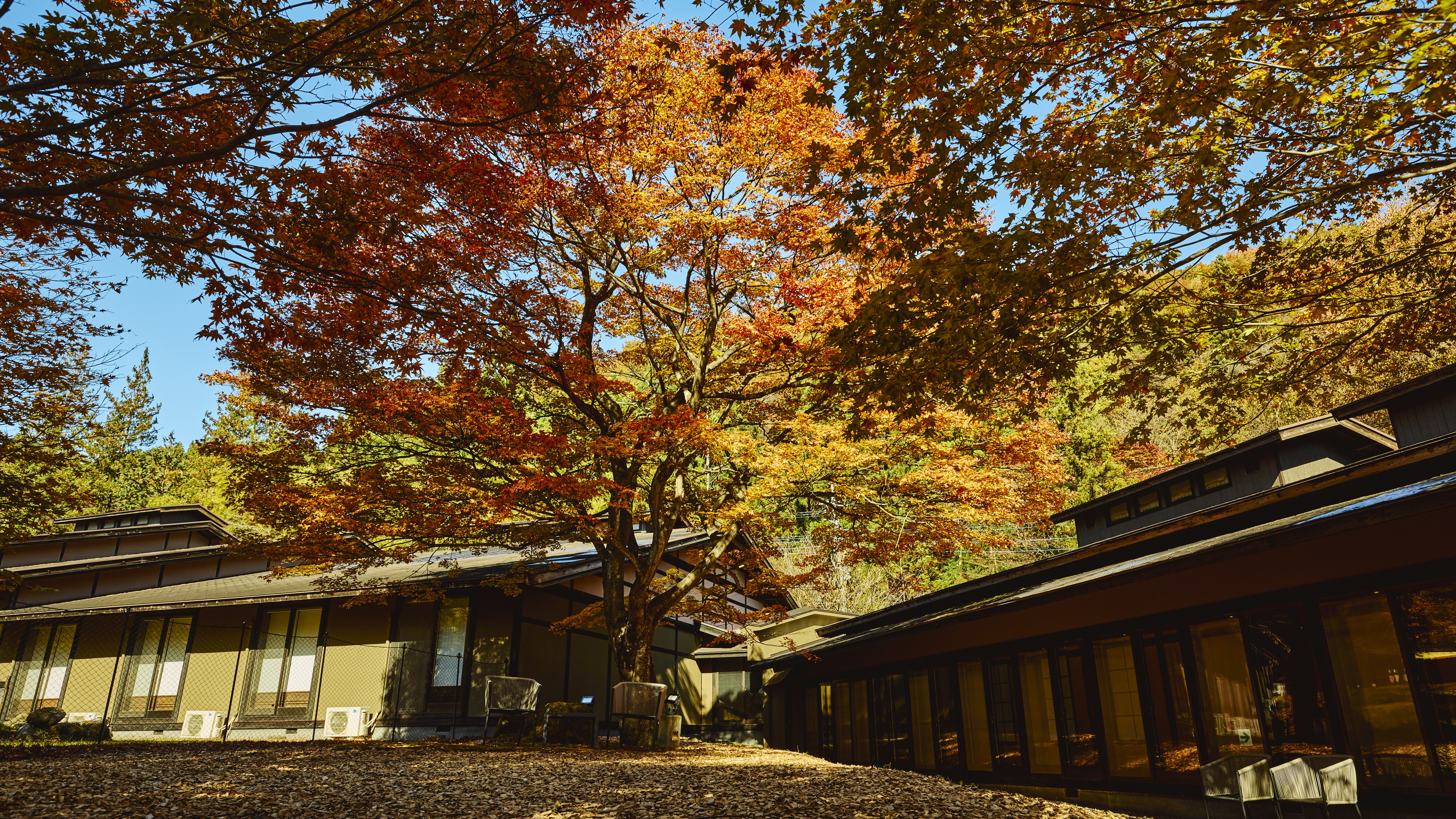 11月中旬 紅葉に染まる建物