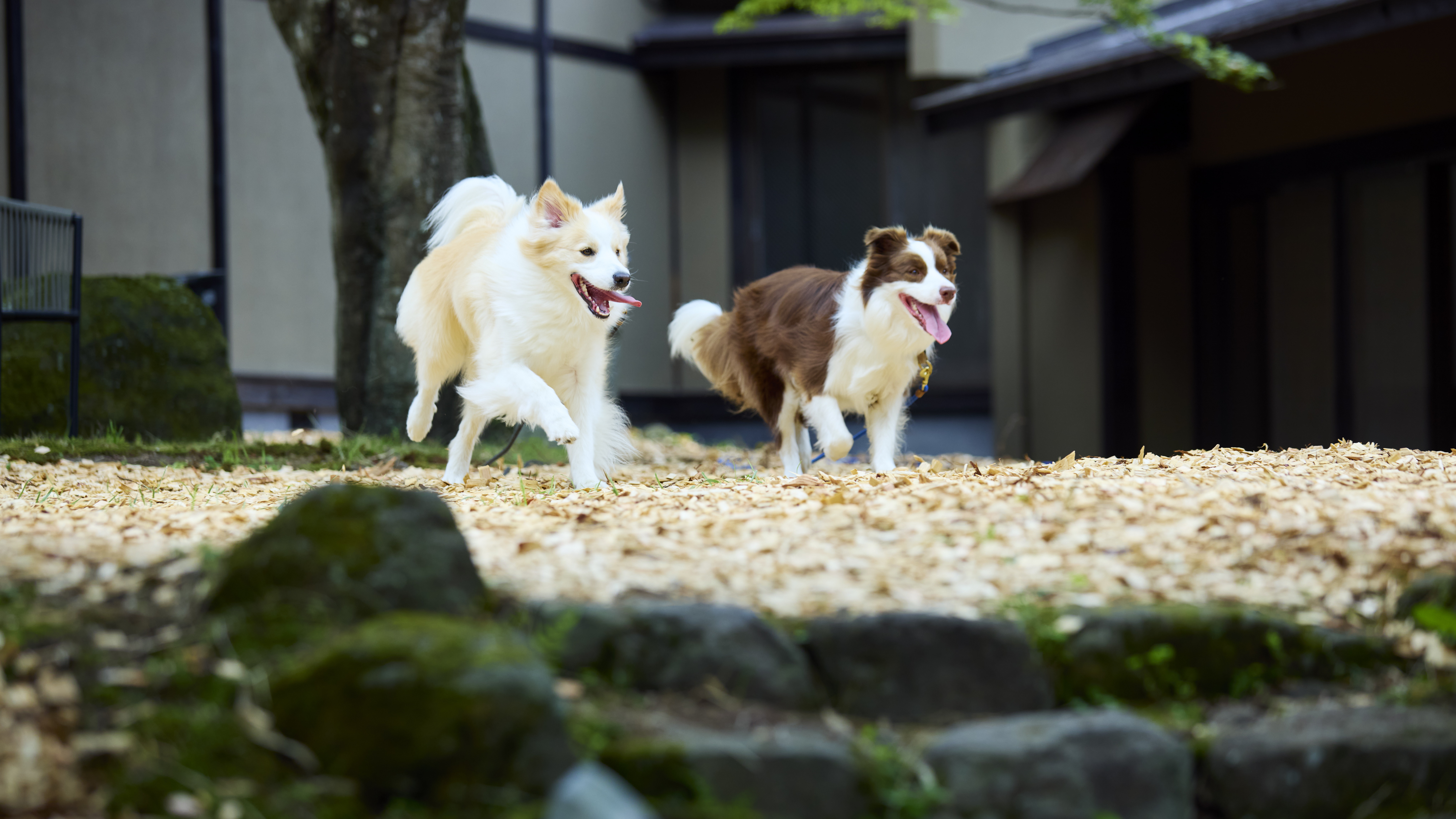 【ドッグラン】中庭にはウッドチップを敷き詰めたドッグランをご用意