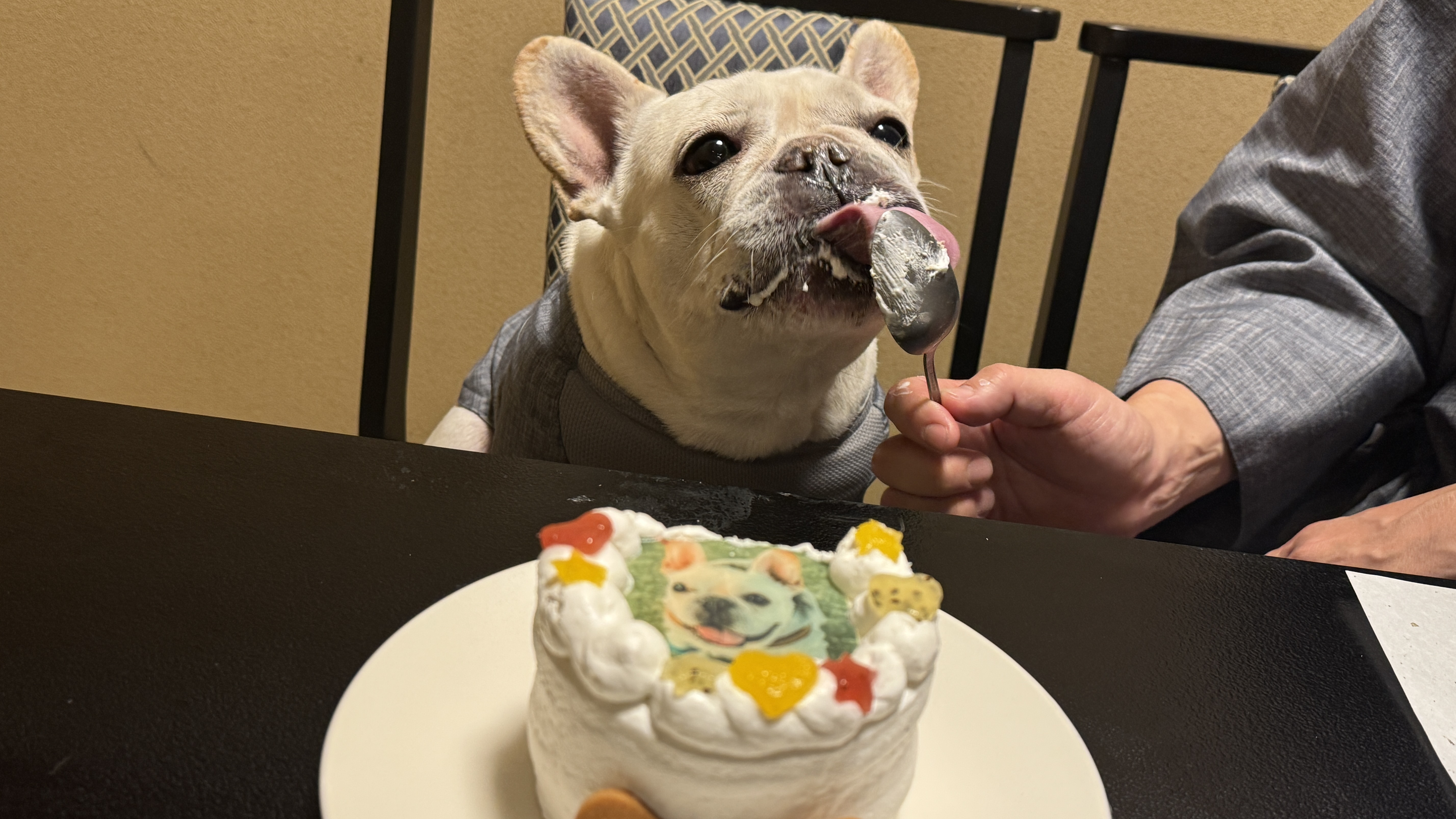 わんちゃんも嬉しいケーキ