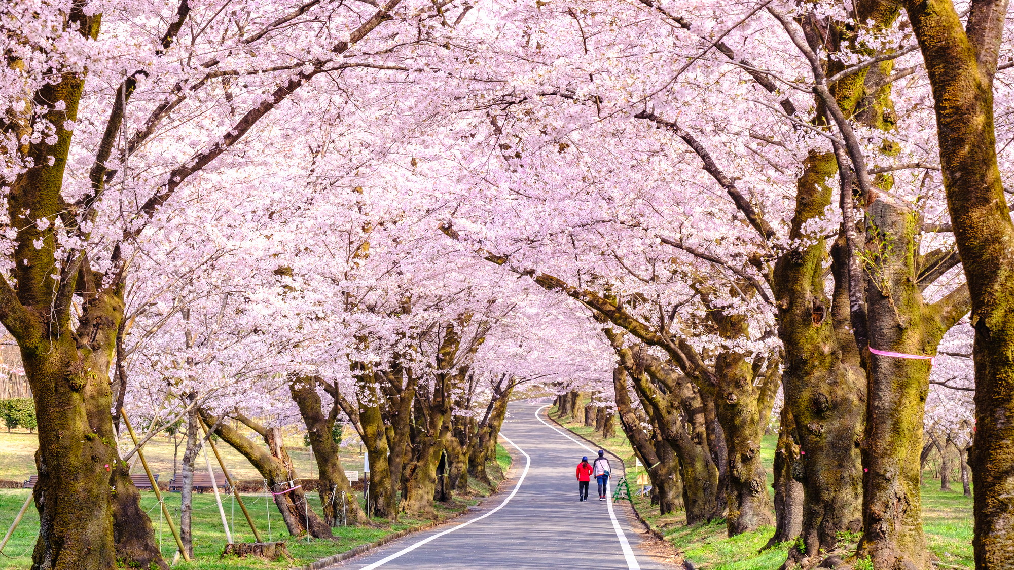 約1,000本のソメイヨシノが約1.3kmにわたって咲き誇り、圧巻の「桜のトンネル」を作り出します