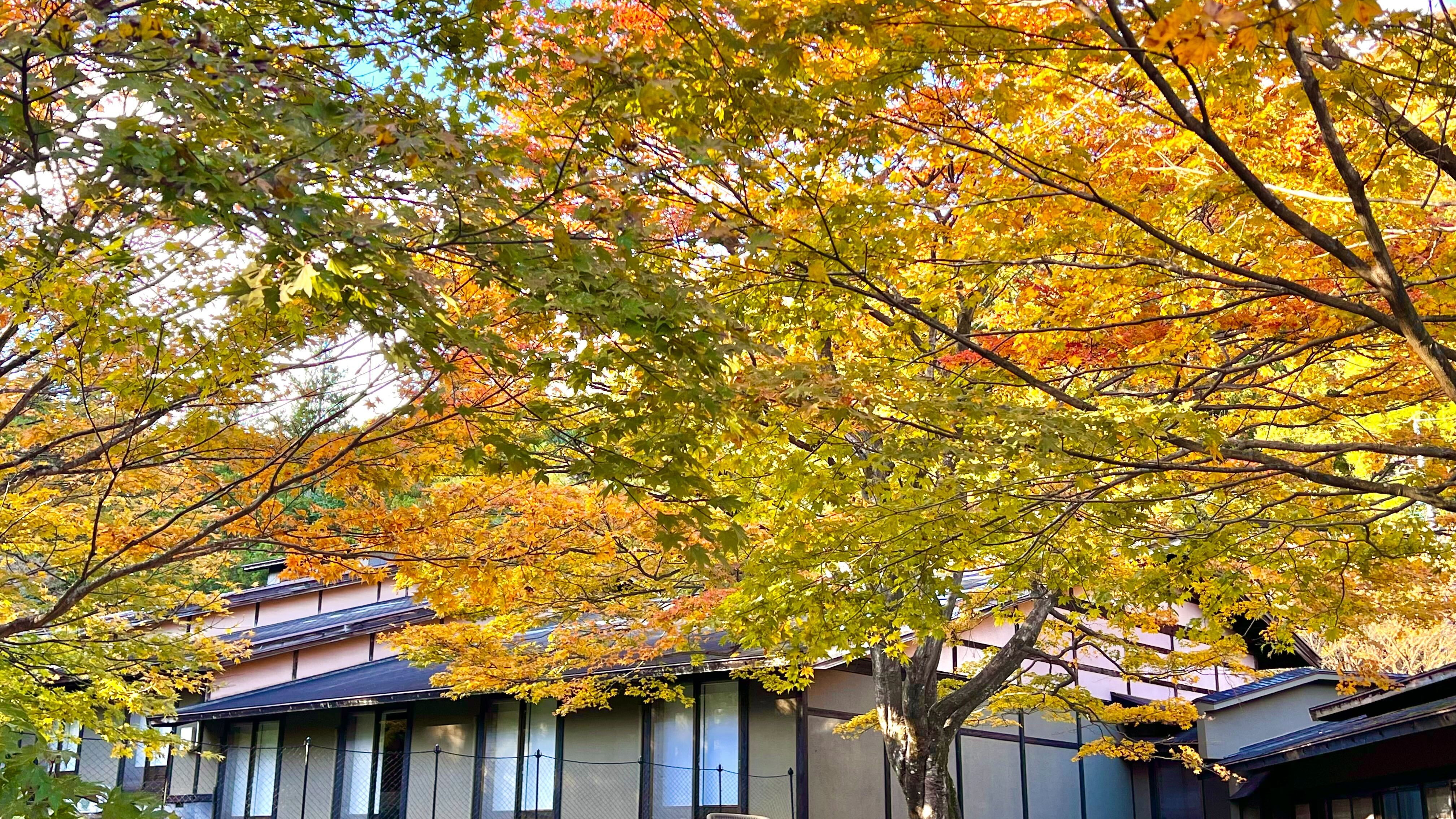 紅葉時期のお庭