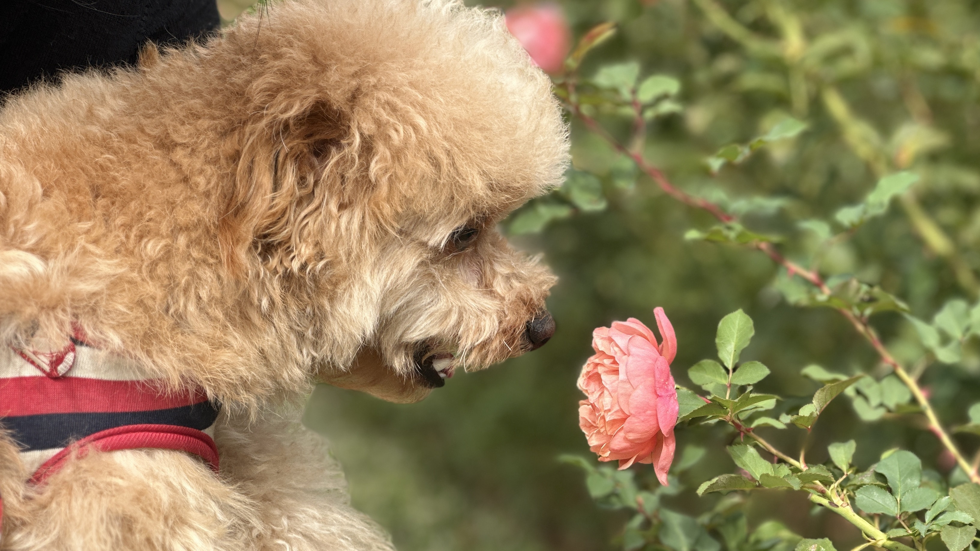 ぐんまフラワーパーク