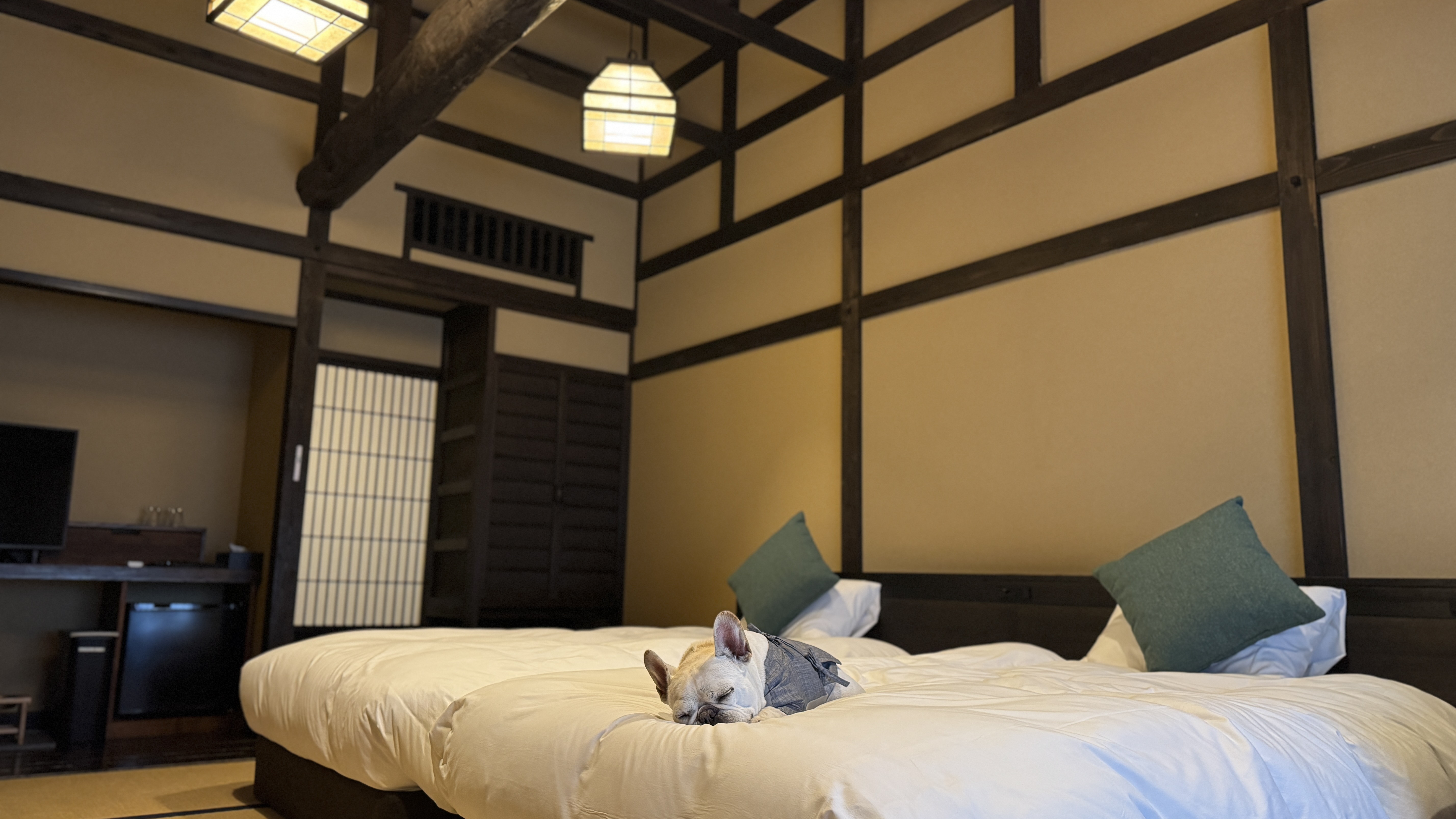 マナーウェア着用で、わんちゃんもベッドでおくつろぎいただけます