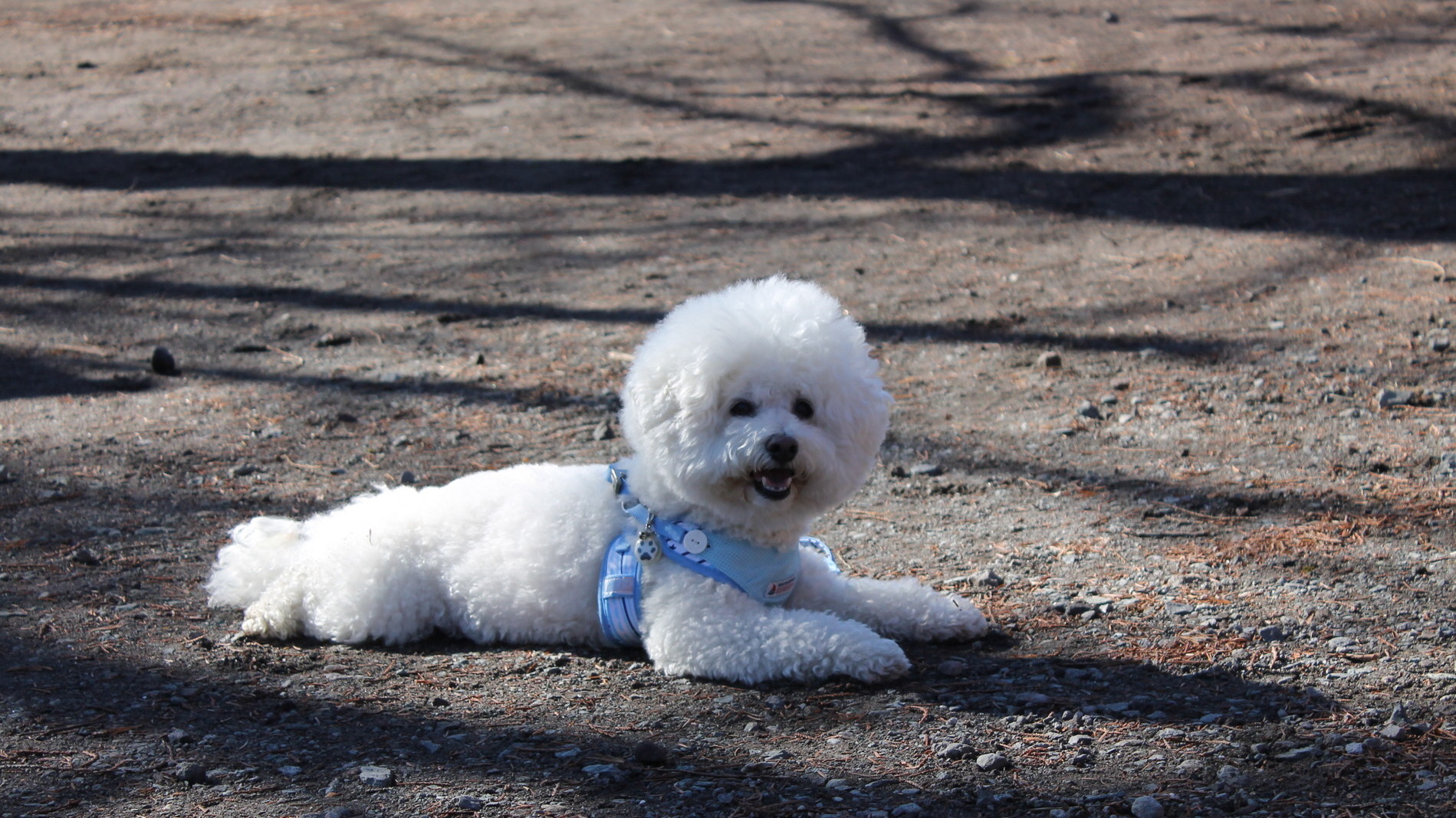 赤城周辺はわんちゃんも楽しめる場所が沢山
