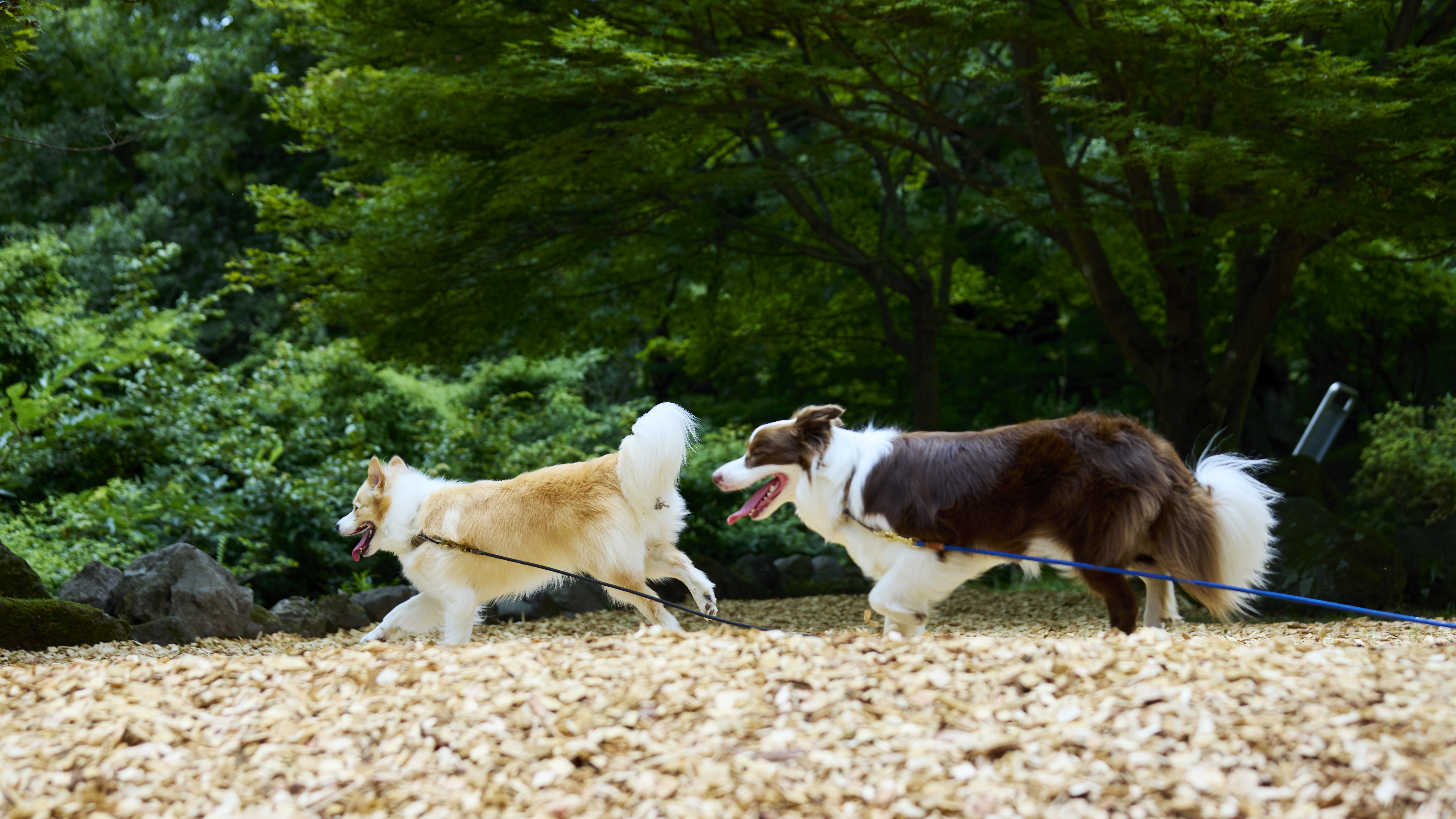 【ドッグラン】