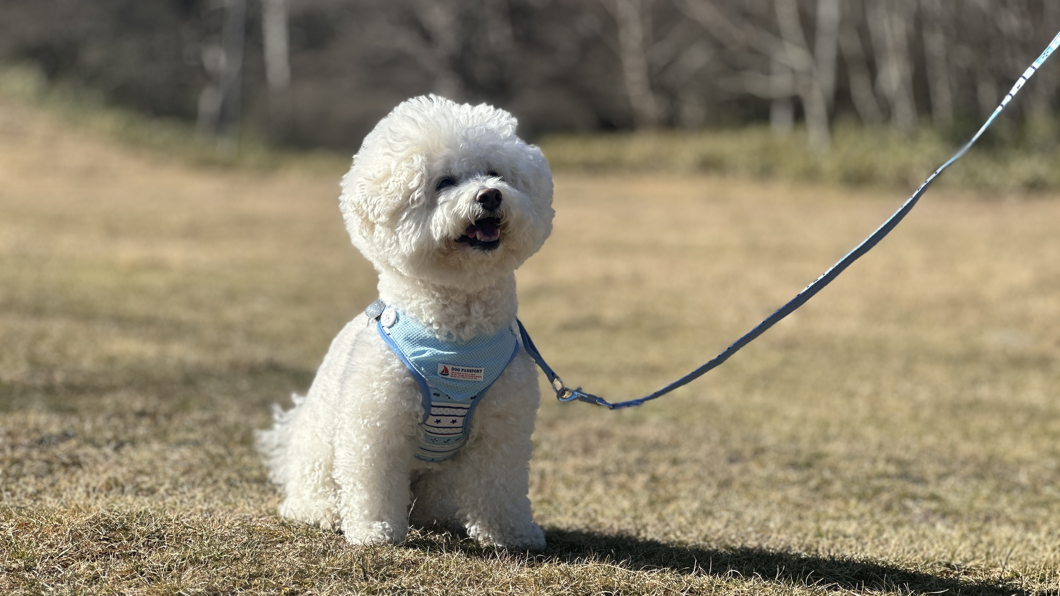 赤城周辺はわんちゃんも楽しめる場所が沢山