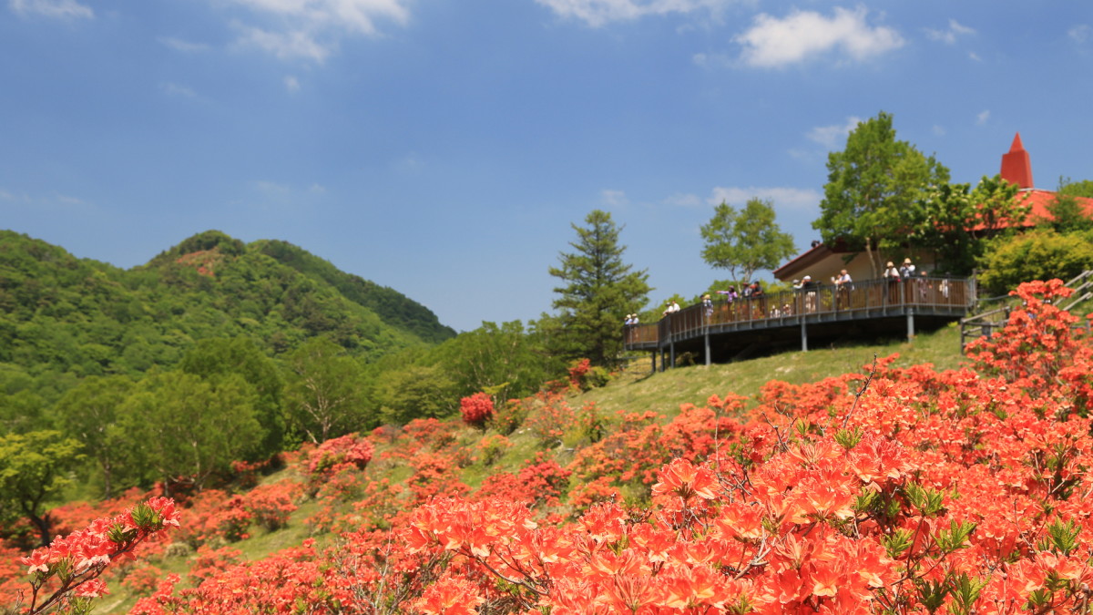 【赤城白樺牧場】車 約30分