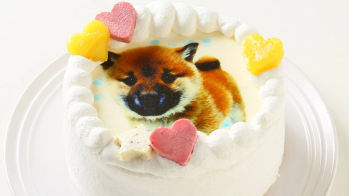 特別な日に わんちゃん用ケーキ