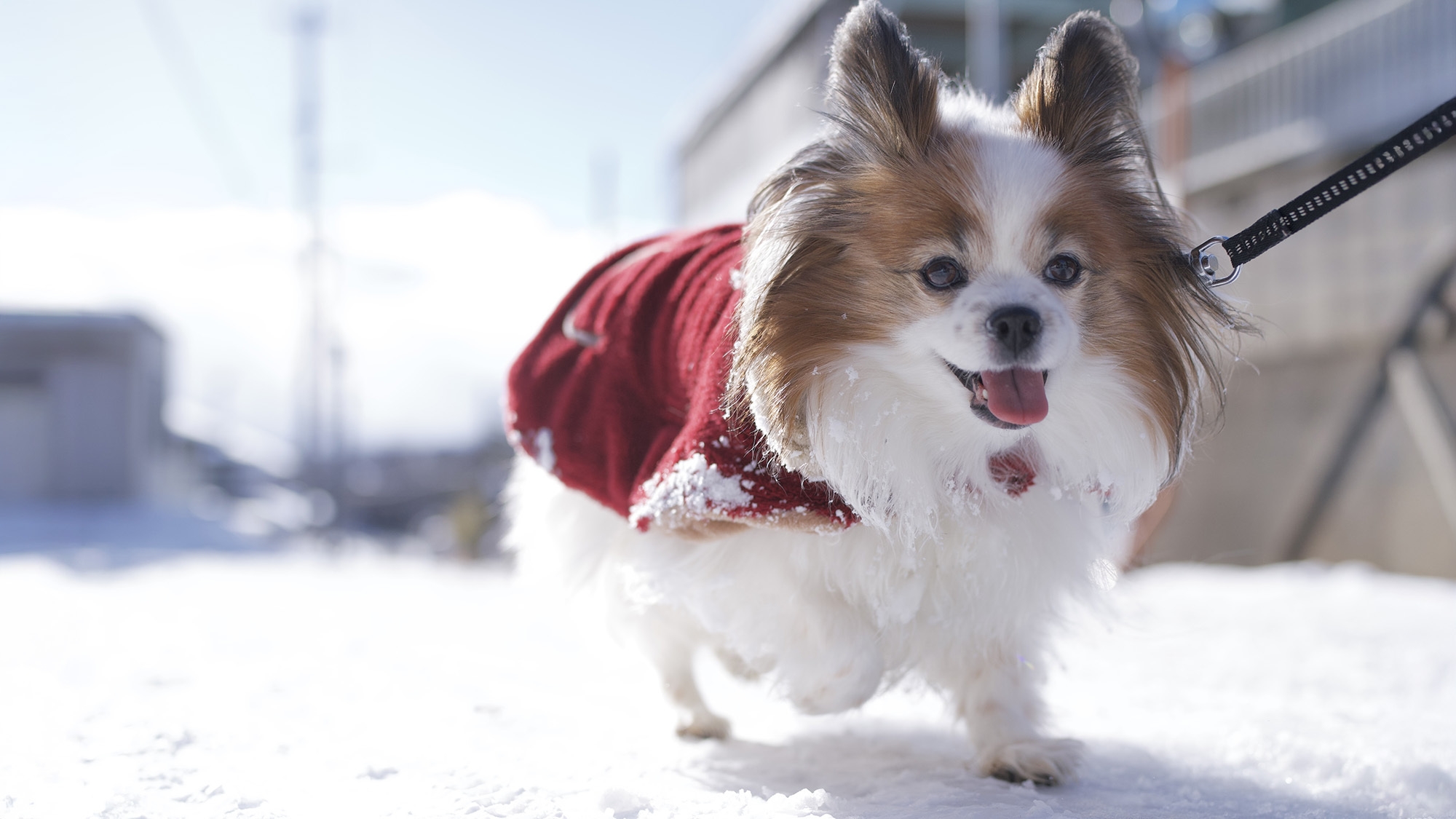 【冬限定】【2食付】＼愛犬と雪遊びデビュー／管理栄養士特製ご褒美スイーツ＆温かスープ朝食付き♪