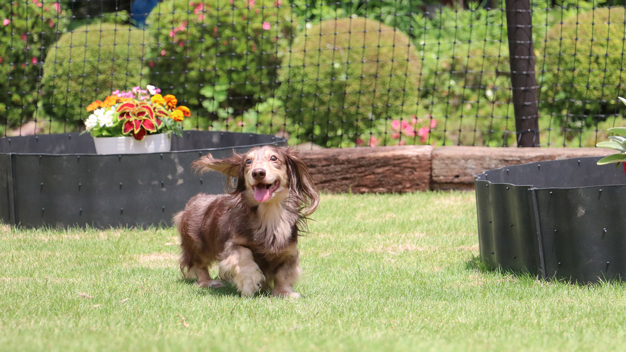 愛犬と一緒に楽しめるドッグラン