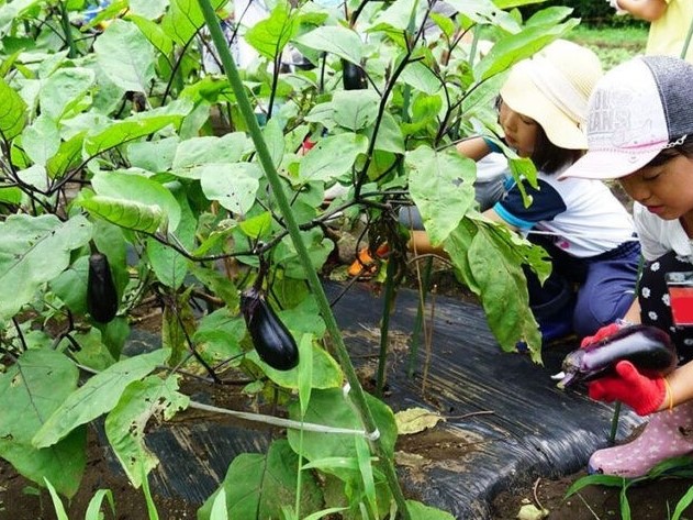 野菜の収穫が体験できます