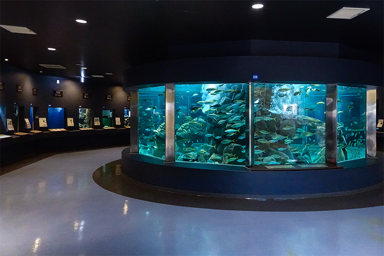 京都大学白浜水族館（車4分）