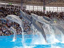 アドベンチャーワールド（イルカショー）