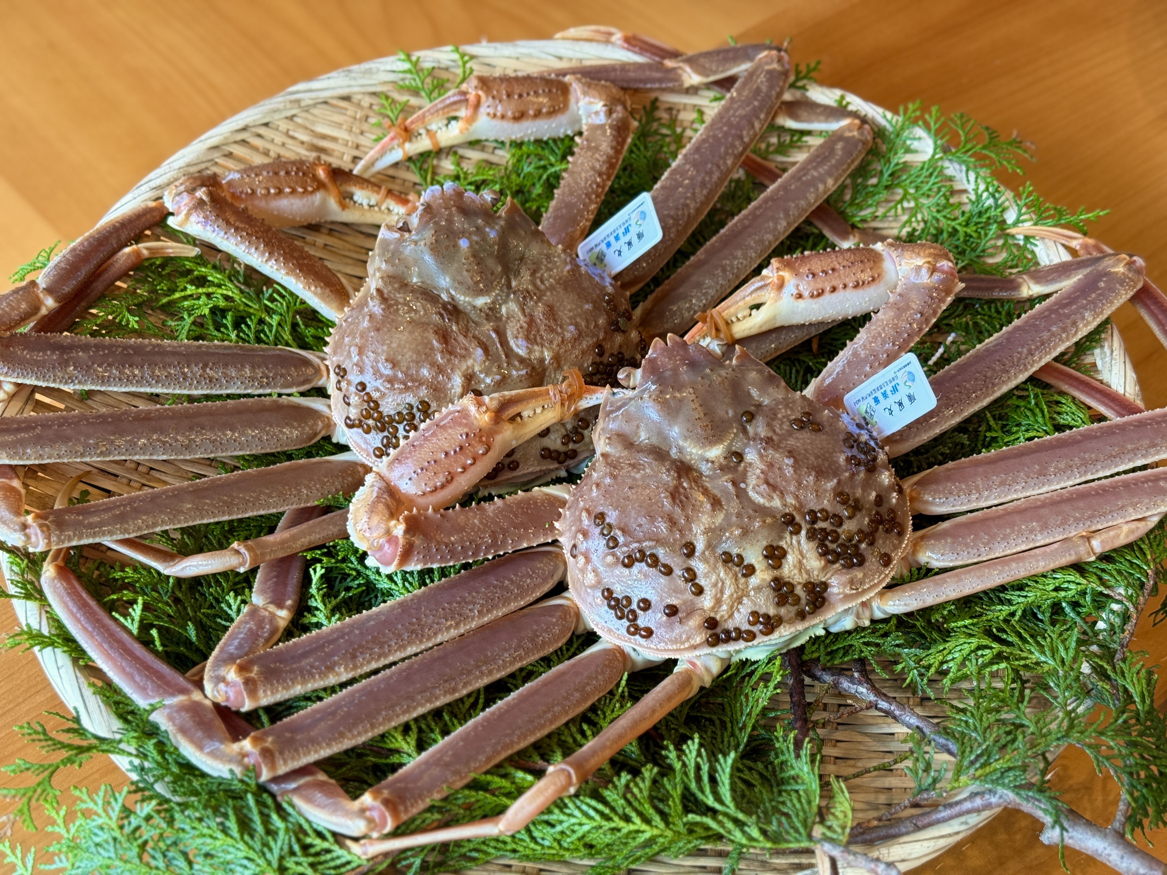順風丸タグ付き活松葉がに