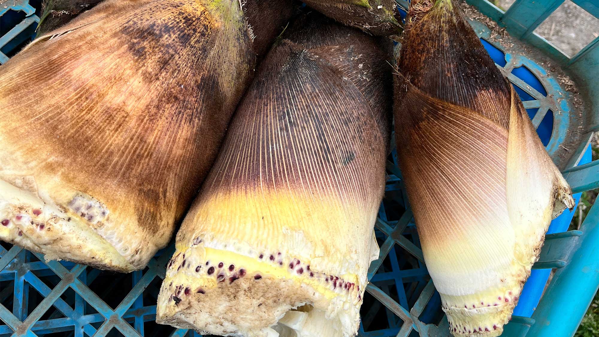 ・【農業体験】4月末頃はタケノコを収穫する体験ができます。