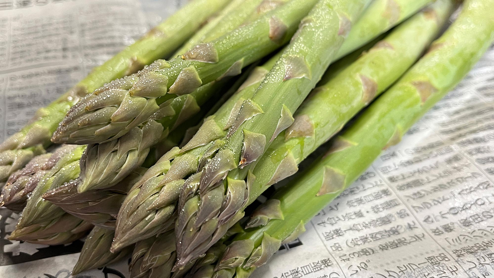 ・【農業体験】収穫したばかりの新鮮なアスパラガスに触れる貴重な経験です。