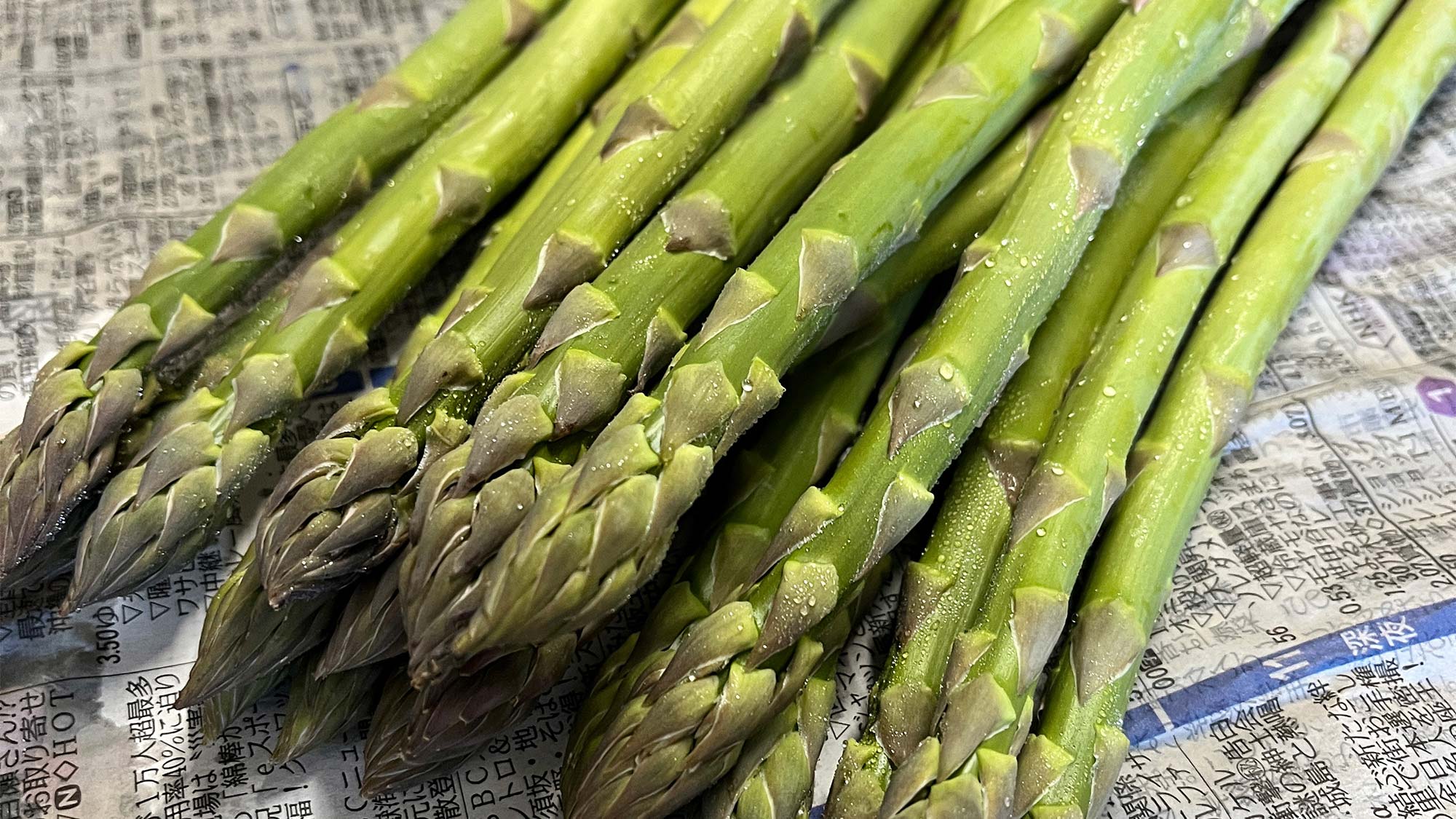 ・【農業体験】3月末からゴールデンウイークまでの期間はアスパラガスの収穫体験ができます。