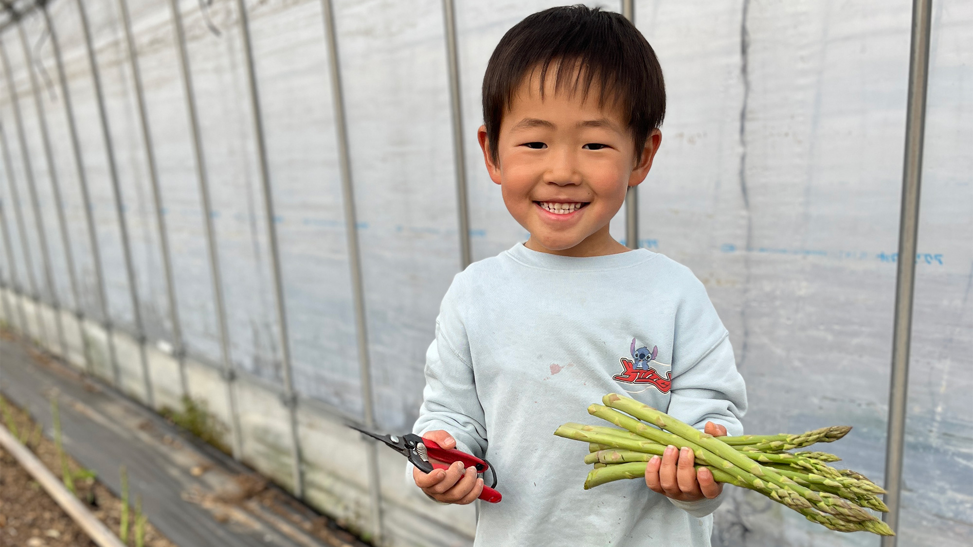 ・【農業体験】お子様と一緒に新鮮なアスパラガスに触れる、収穫体験にご参加いただけます。