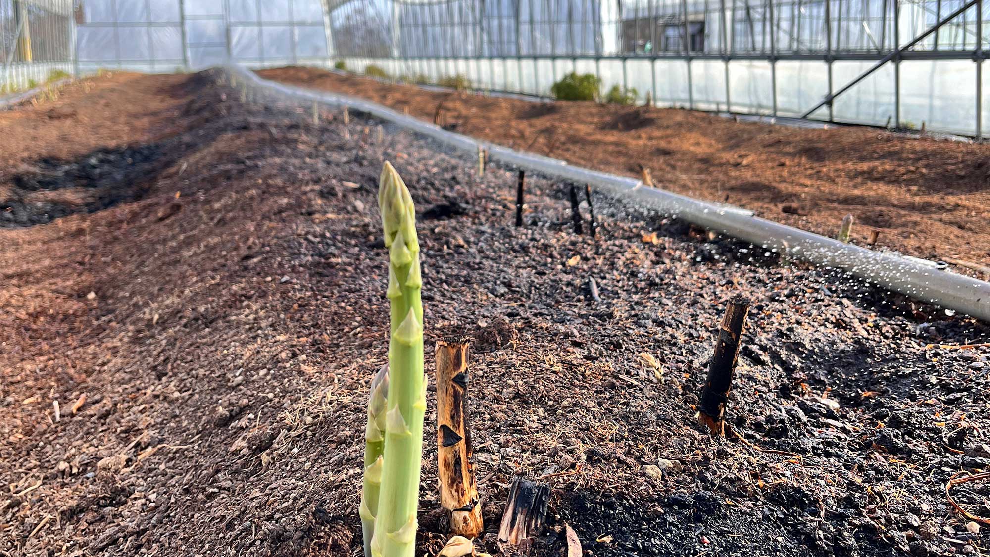 ・【農業体験】宿に隣接するハウスで育てられた、アスパラガスの収穫体験をお楽しみいただけます。