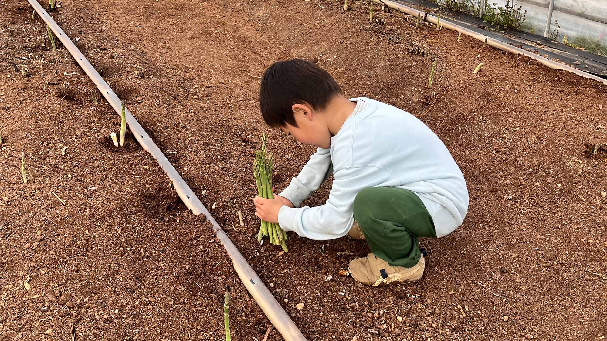 ・【農業体験】3月末からゴールデンウイークまでの期間はお子様と一緒にアスパラガス収穫体験ができます。