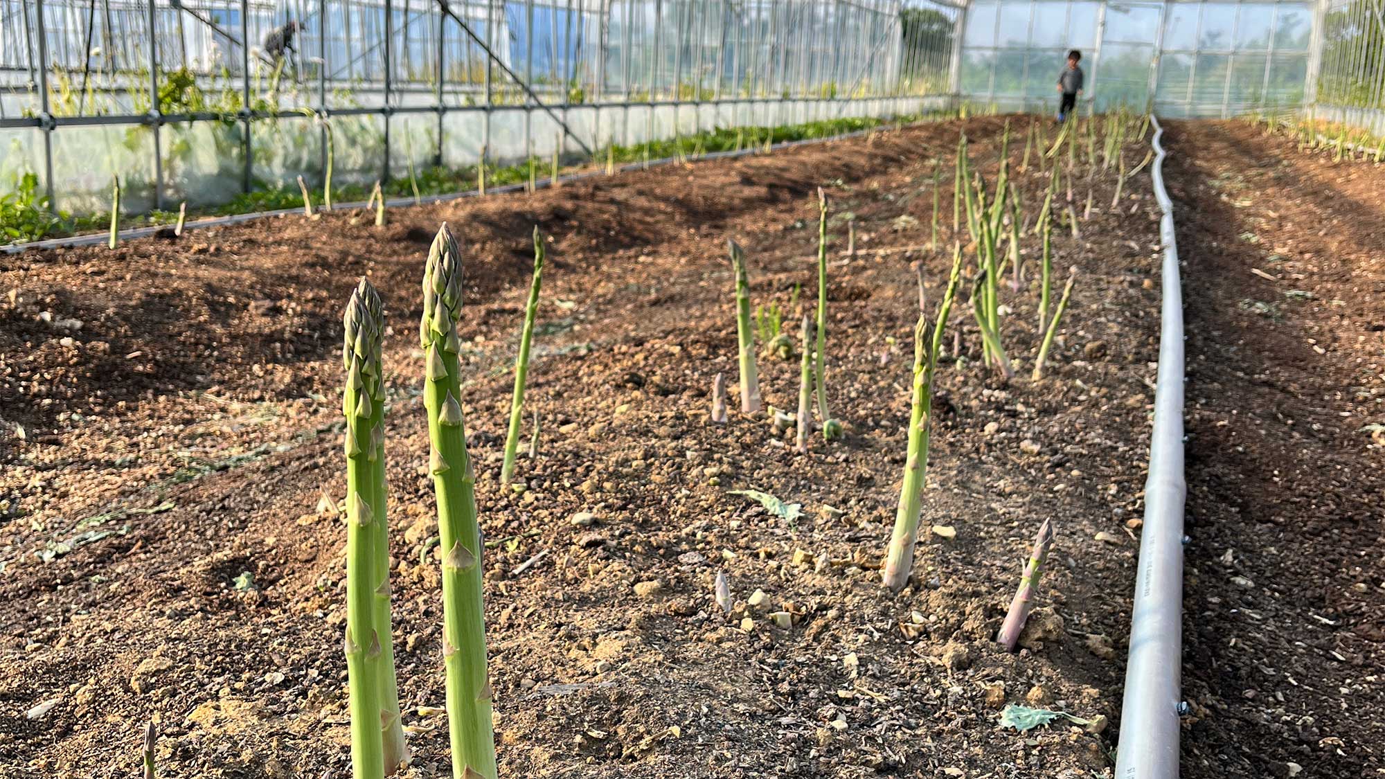 ・【農業体験】3月末からゴールデンウイークまではハウスでアスパラガスの収穫体験ができます。