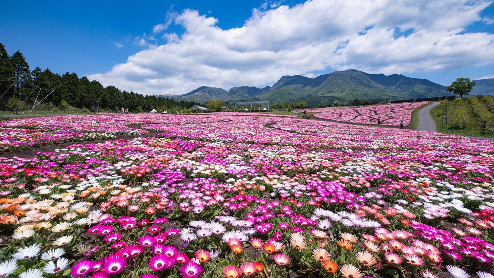 ・【周辺／くじゅう花公園】くじゅう連山や遠くに阿蘇五岳を背景とした美しい自然が満喫できる花公園です