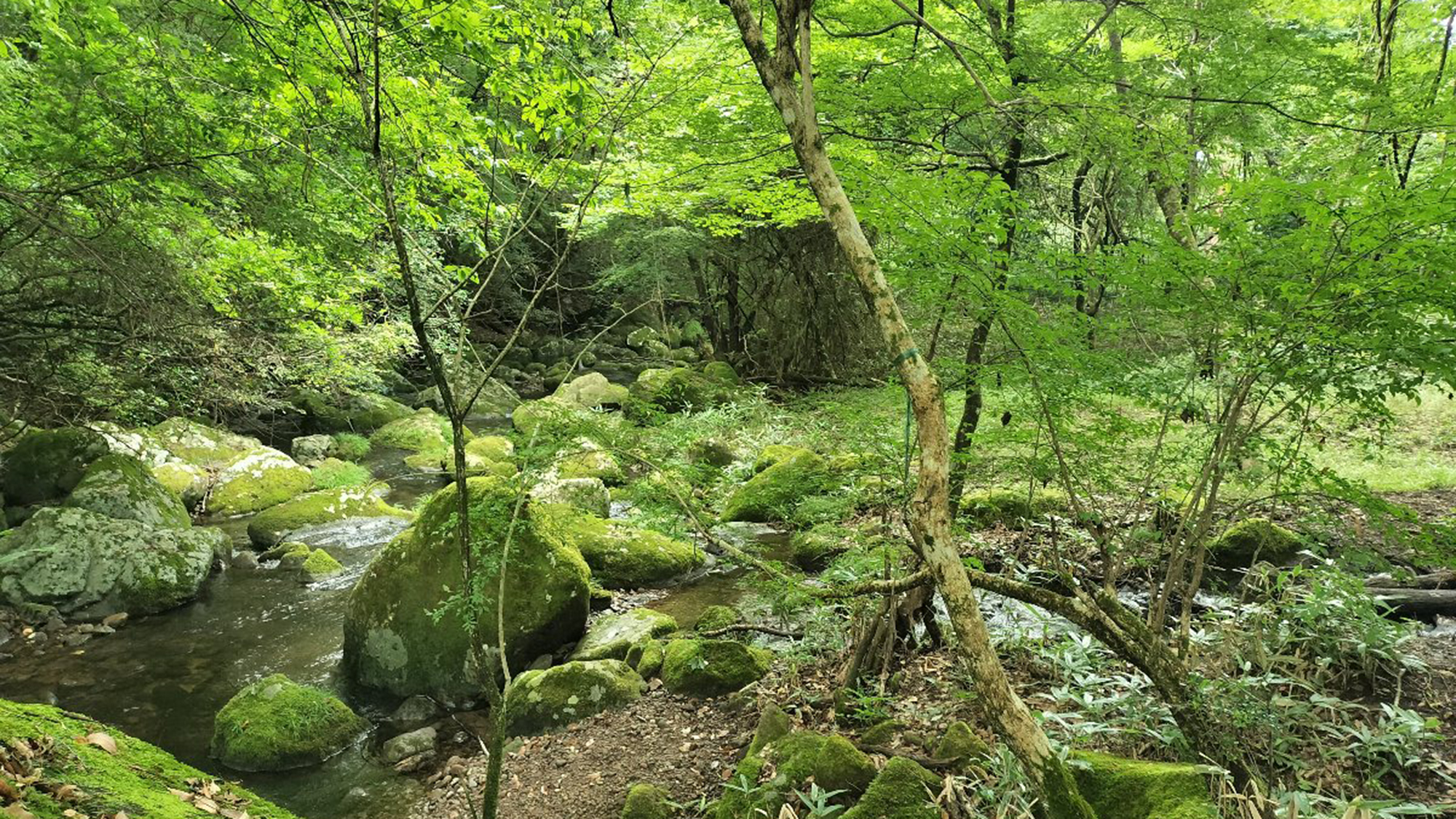 ・【ハイキングコース】無料でご案内可能のハイキングコースです