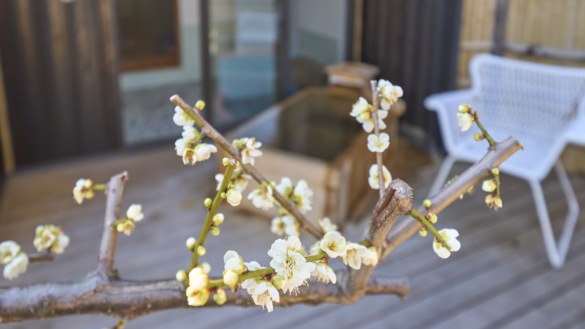 【庭】露天風呂からも梅見を楽しむことができます。