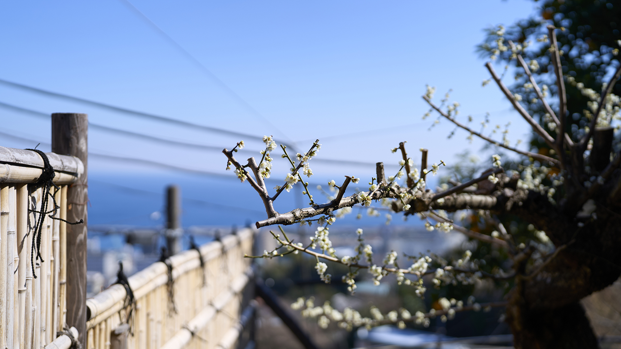 【庭】梅と鶯が春の訪れを告げてくれます。