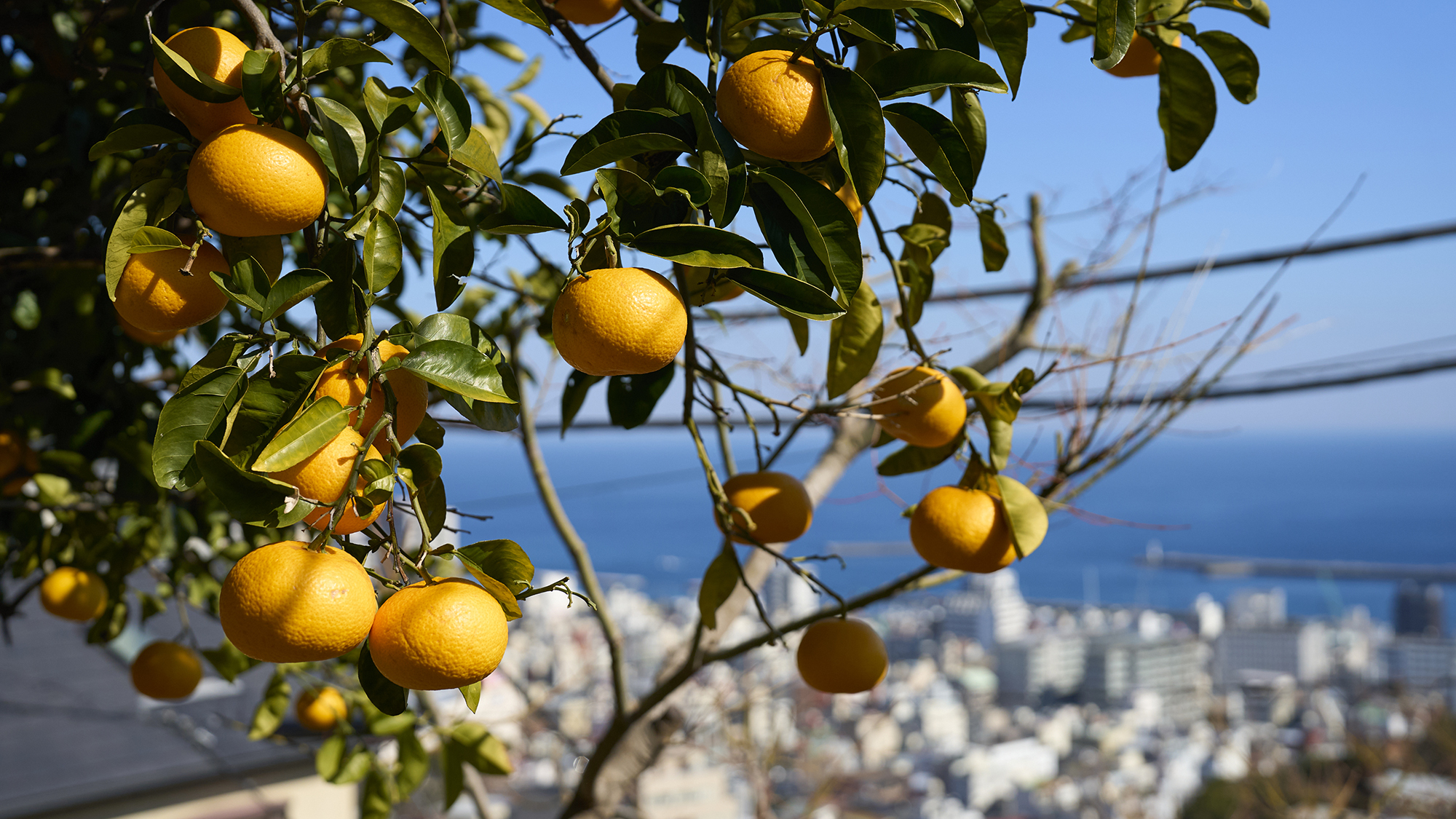 【庭】色鮮やかなはっさくの実からも季節を感じられます。