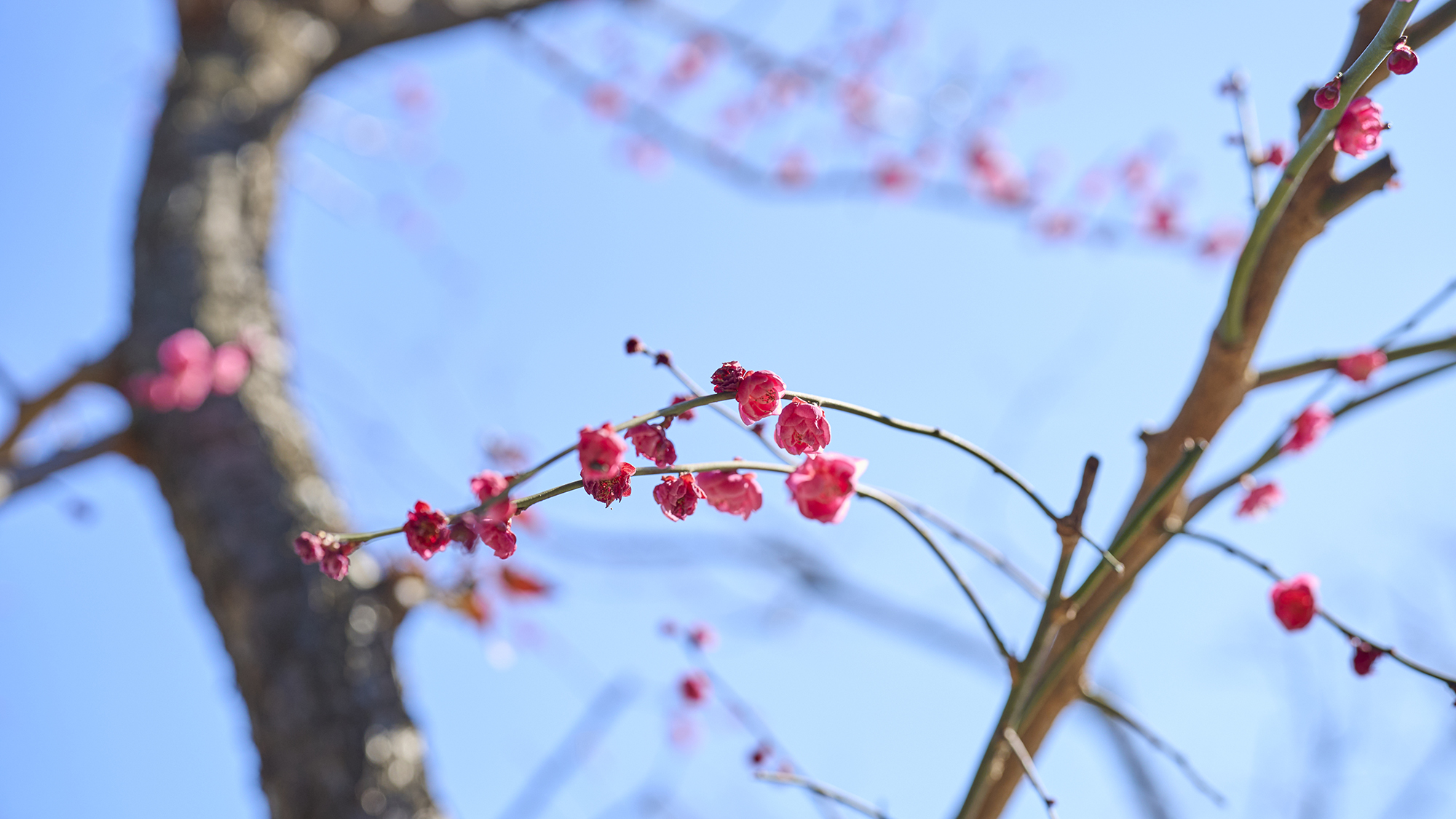 【庭】春は白梅と紅梅の競演です。