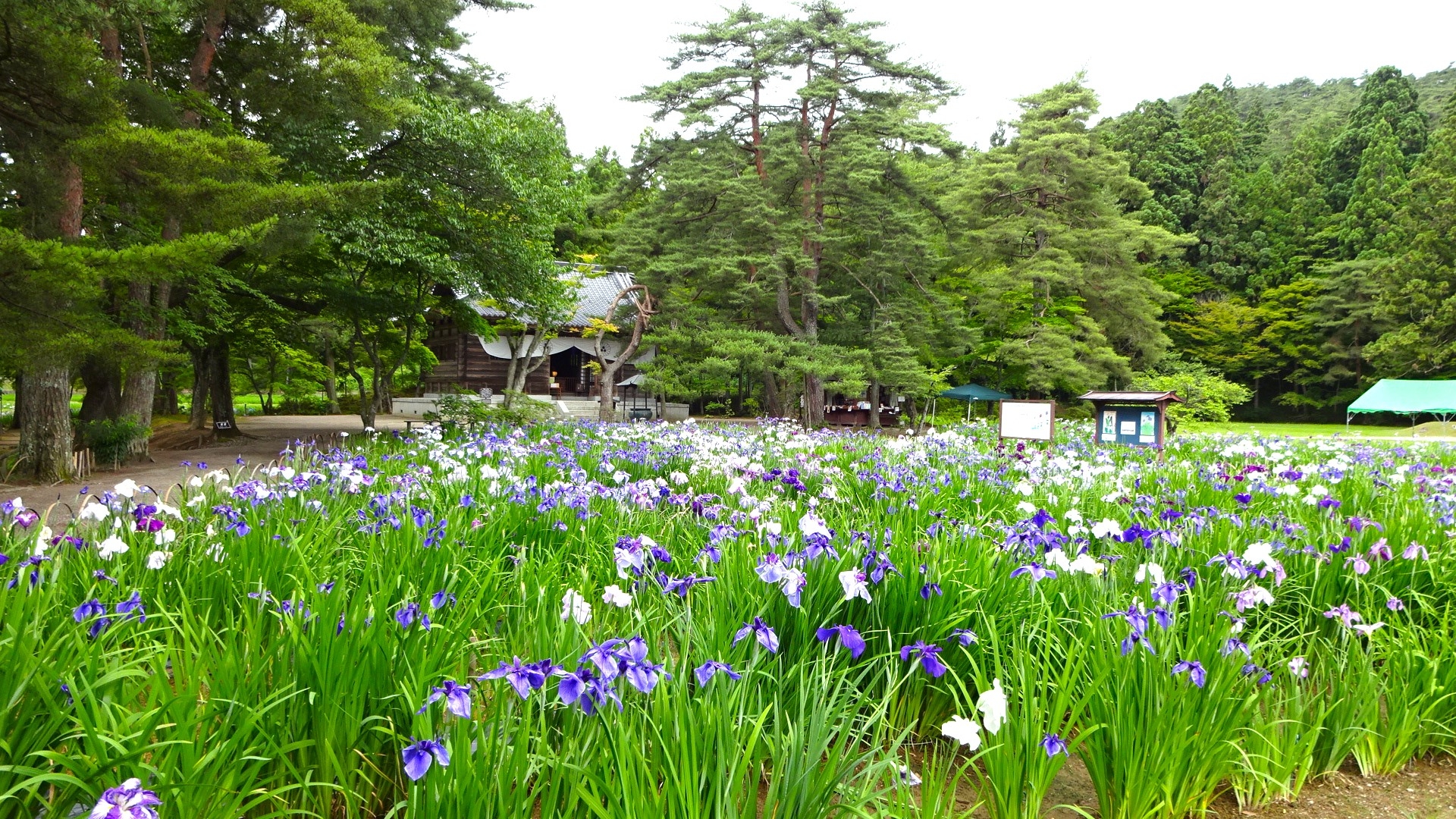 【周辺観光】「毛越寺 花菖蒲園」6月中旬から7月中旬まで、300種3万株の花菖蒲が咲き誇ります。