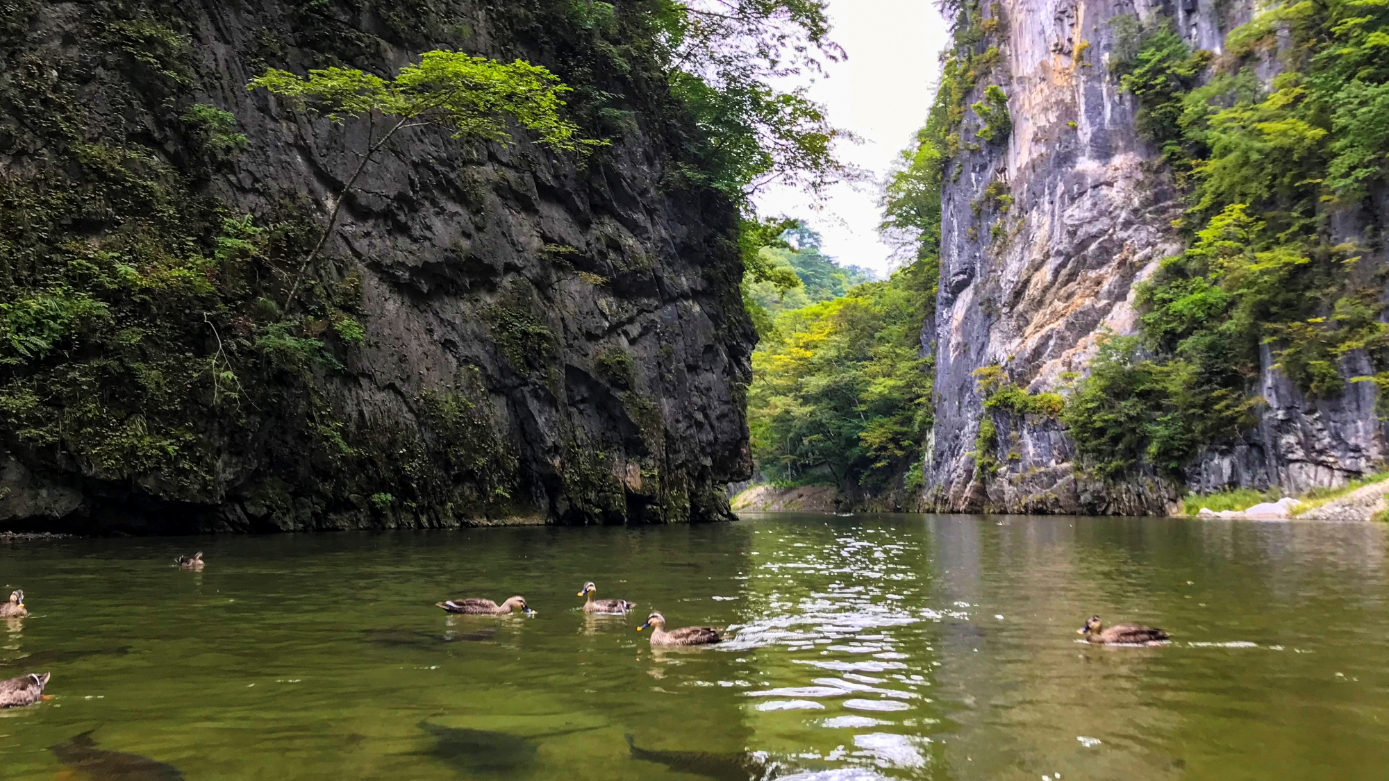 【周辺観光】「猊鼻渓」水面を跳ねる川魚、鳥類など。四季折々の風情を楽しめます。